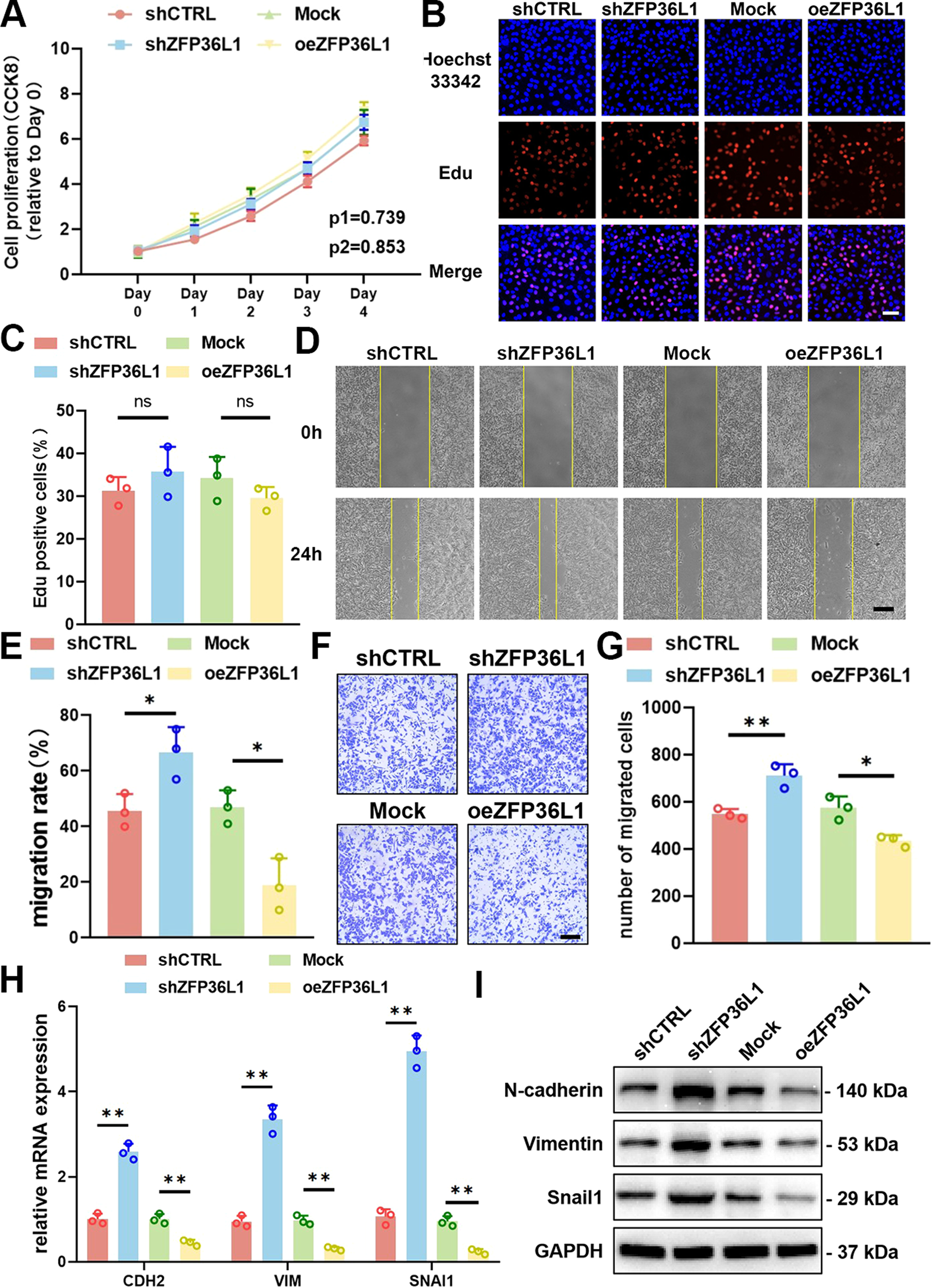 Fig. 2: Effect of ZFP36L1 on the proliferation, migration and EMT of 143B cells.