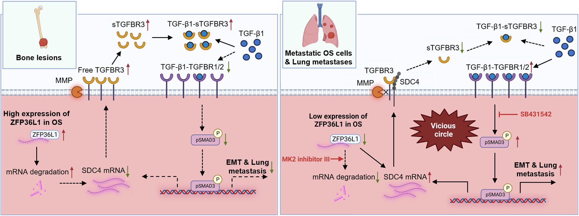 Fig. 8: Blocking the ZFP36L1-SDC4-TGF-β loop inhibited osteosarcoma EMT and lung metastasis.