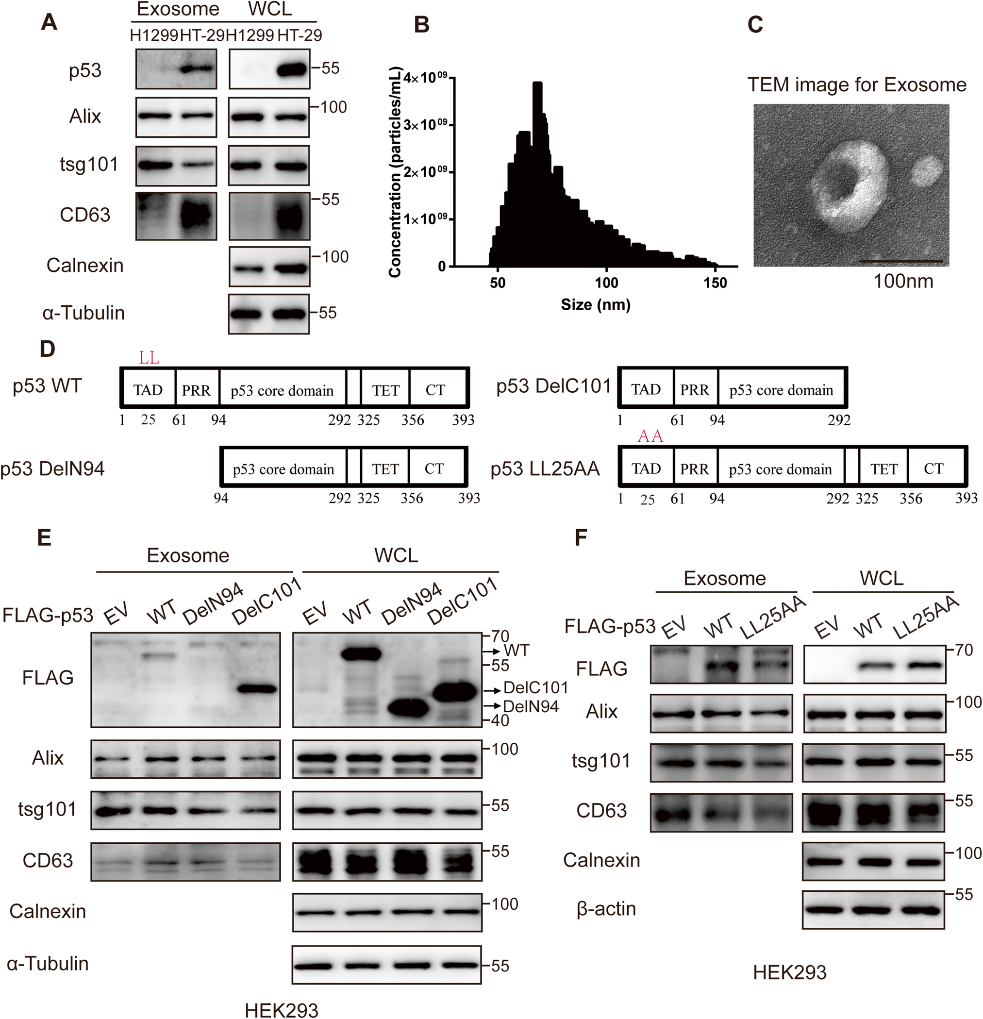 Fig. 1: The N-terminal dileucine motif is essential for sorting p53 into the exosomes.