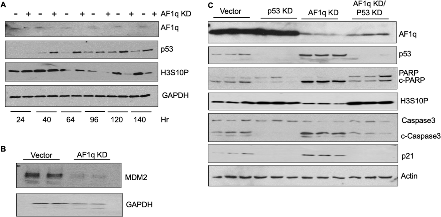 Fig. 5: Silencing AF1q in Lan-5 cells mediates apoptosis in a p53-dependent fashion.
