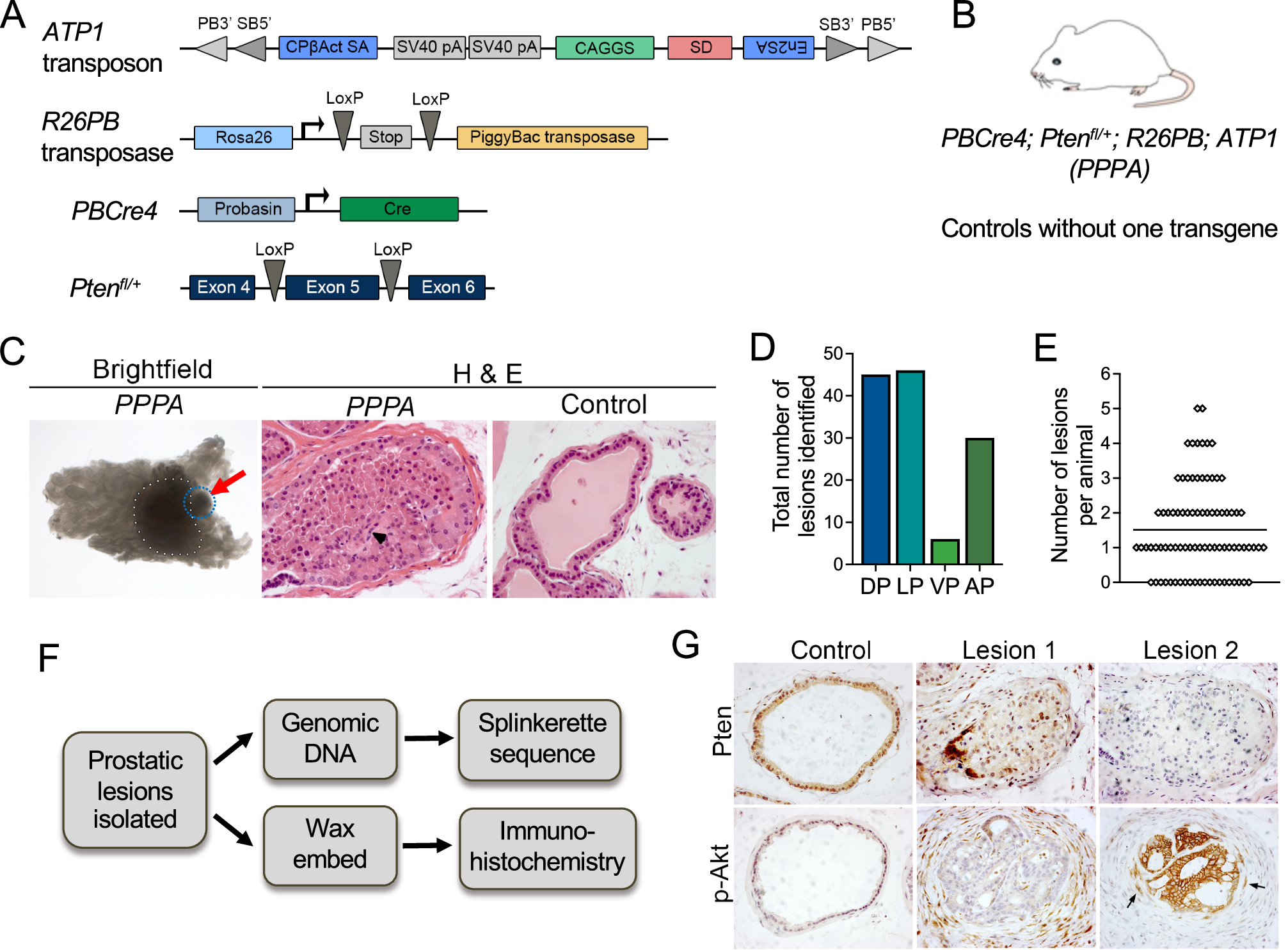 Fig. 1: A prostate specific Pten sensitised piggyBac transposon screen.