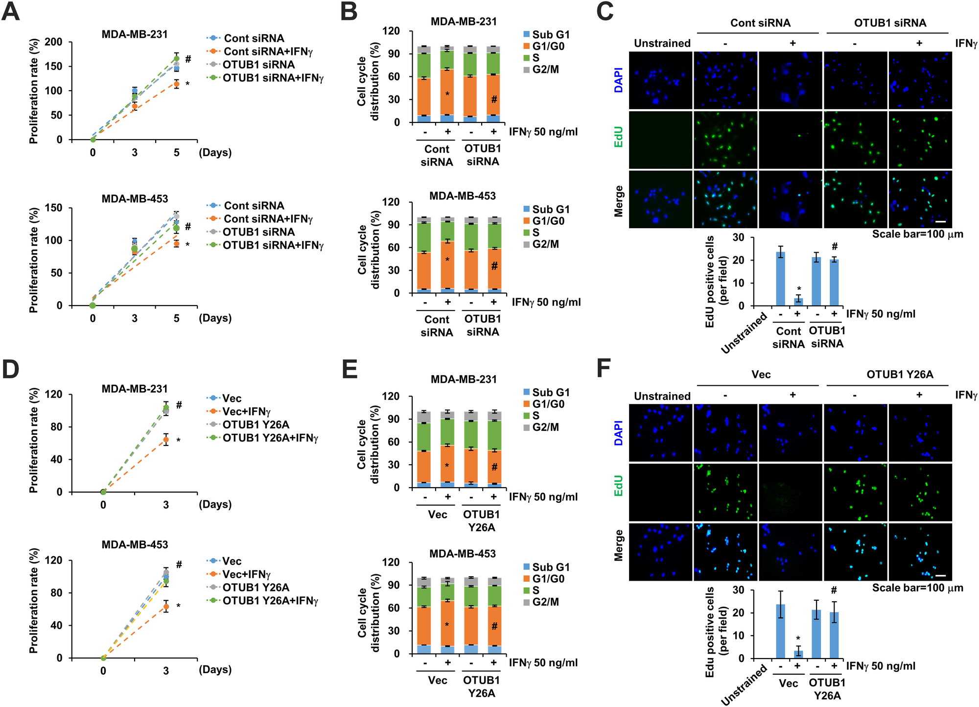 Fig. 5: OTUB1 downregulation inhibits IFNγ-induced cell cycle arrest.