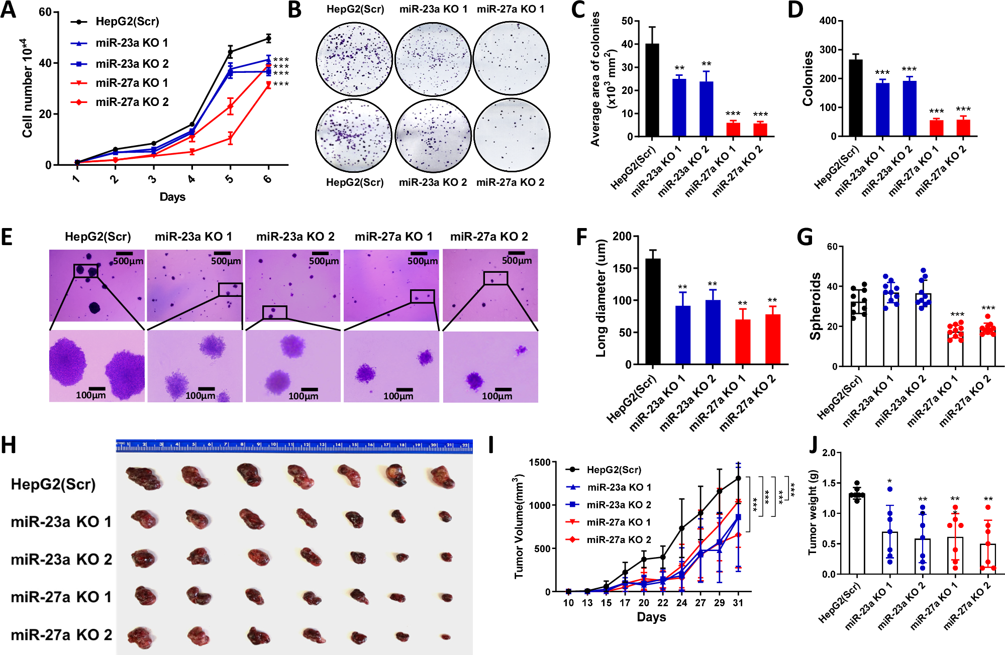 Fig. 2: Effect of miR-23a/miR-27a knockout on cell proliferation and xenograft tumor growth of HCC cells.