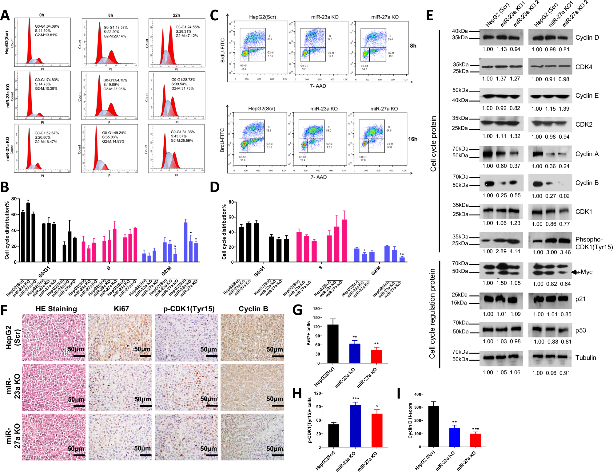 Fig. 3: Effect of miR-23a/miR-27a knockout on cell cycle progression of HCC cells.