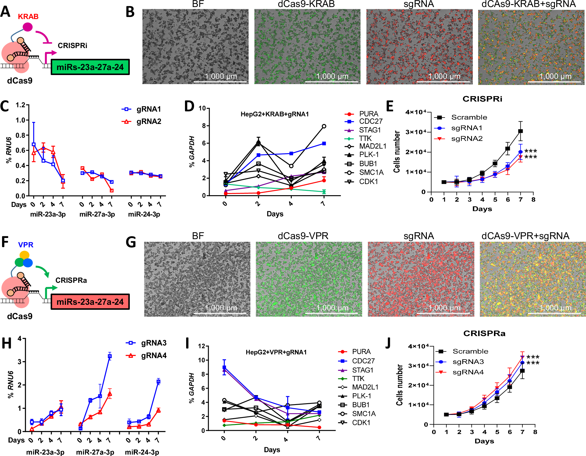 Fig. 5: Establishment of CRISPRi/a cell models and validation of miR-23a ~ 27a ~ 24-2 cluster target genes in HCC cells.