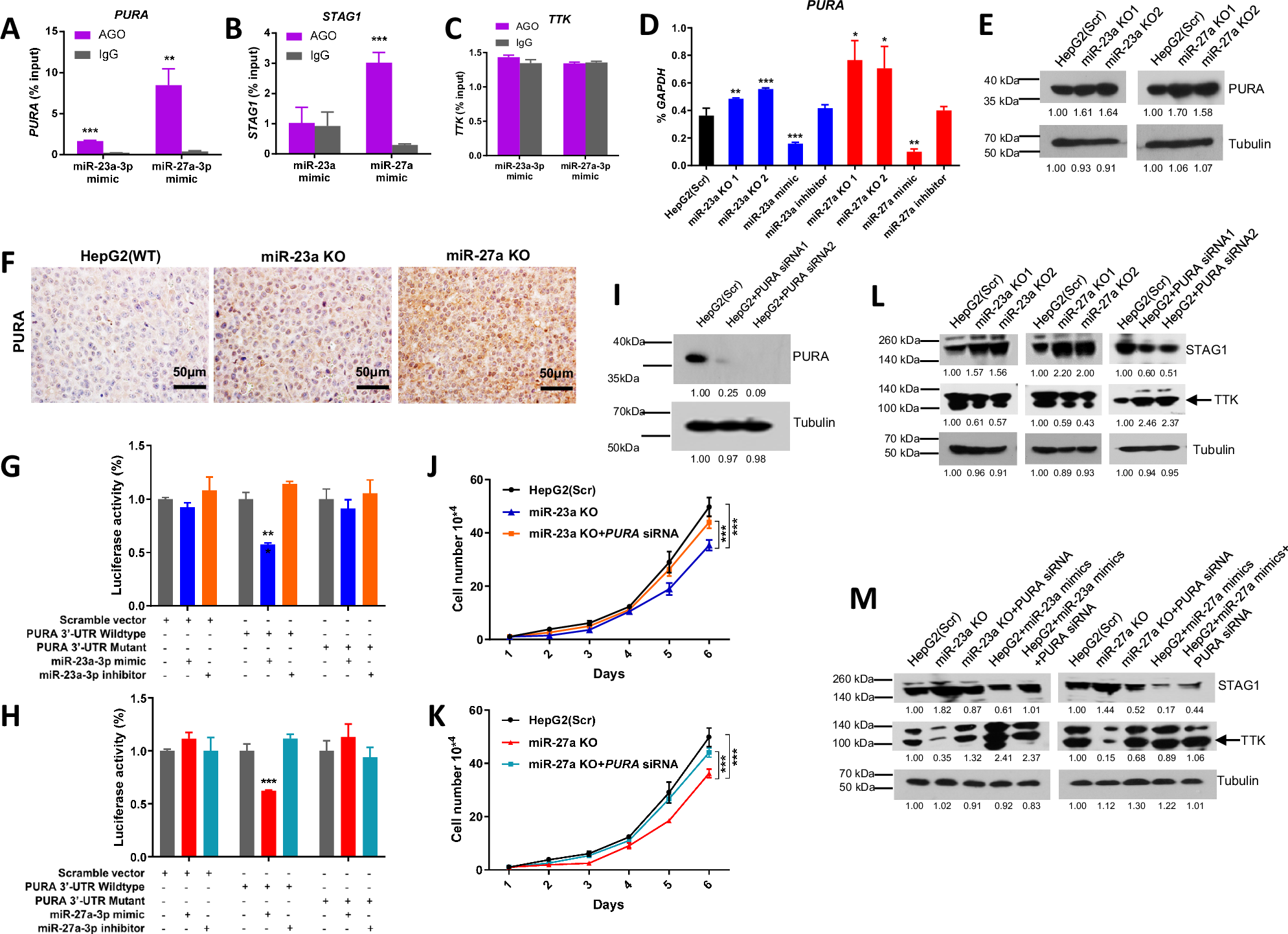 Fig. 6: miR-23a/miR-27a-target gene network in HCC cells.
