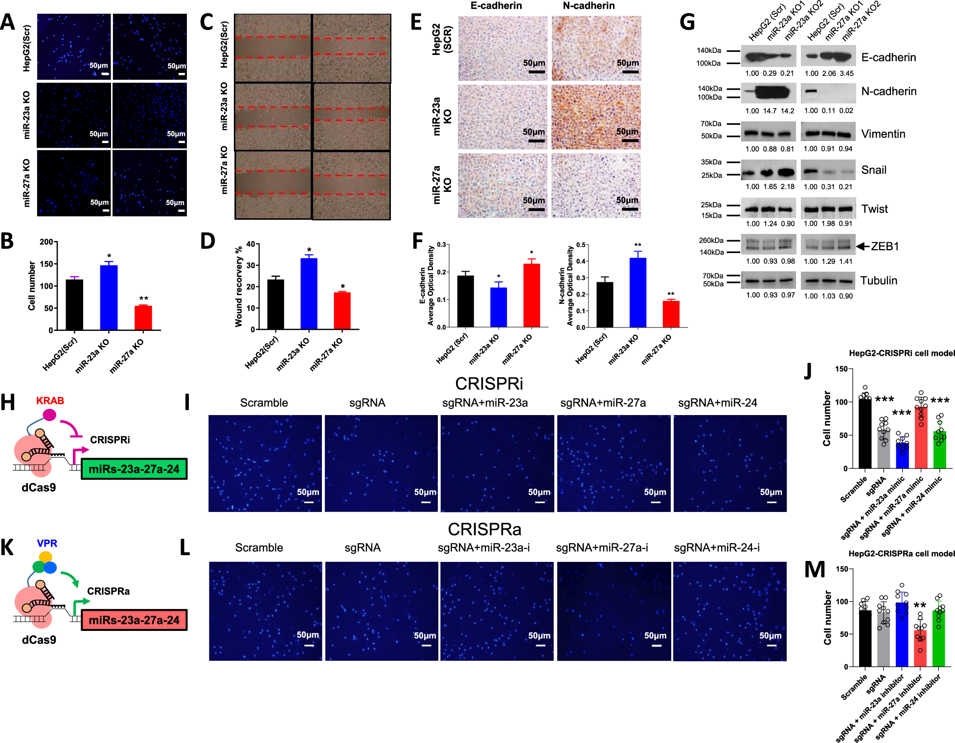 Fig. 7: Effect of miR-23a/miR-27a on cell migration and EMT in HCC cells.