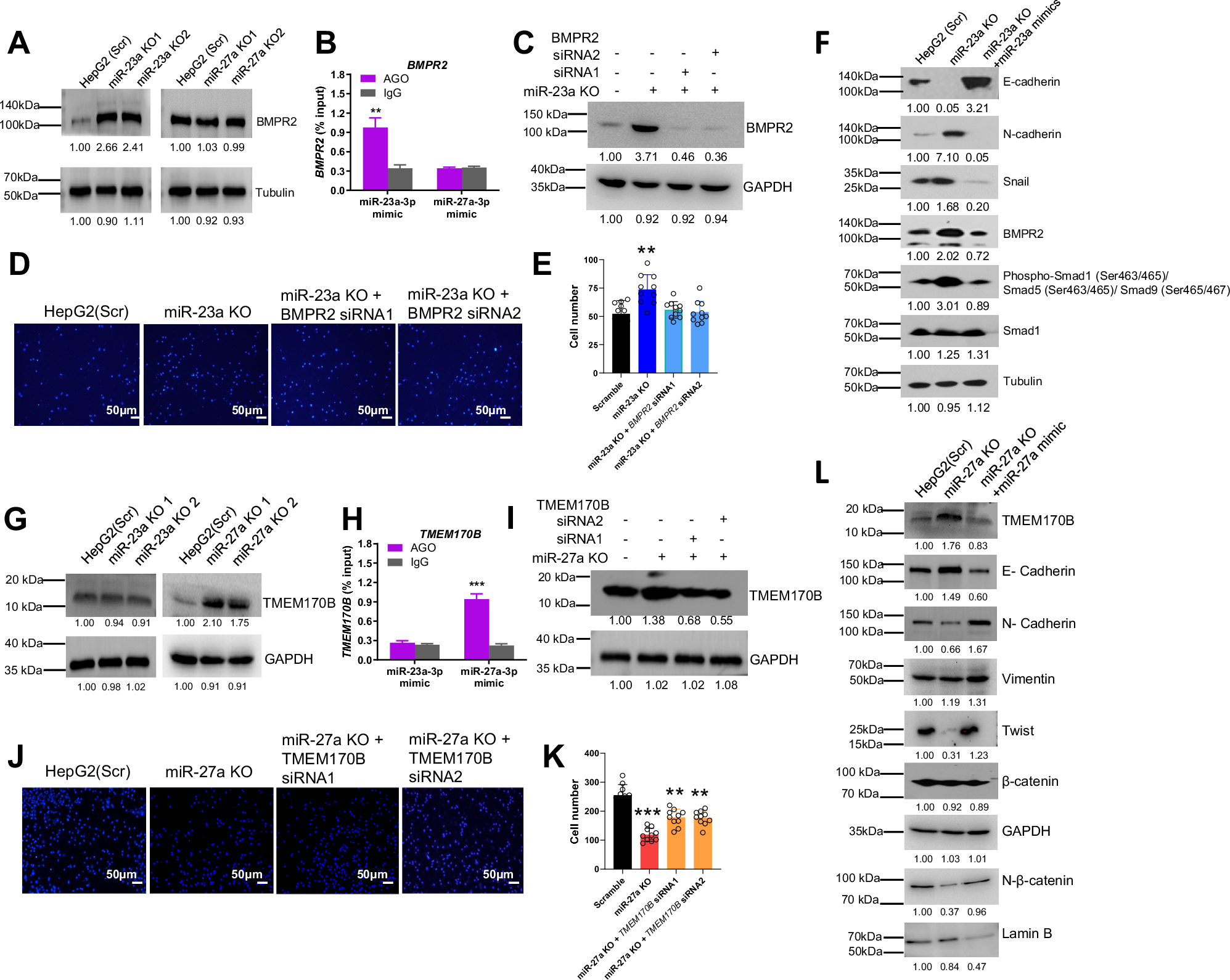 Fig. 8: miR-23a/miR-27a-regulated signaling pathways on cell migration and EMT in HCC cells.