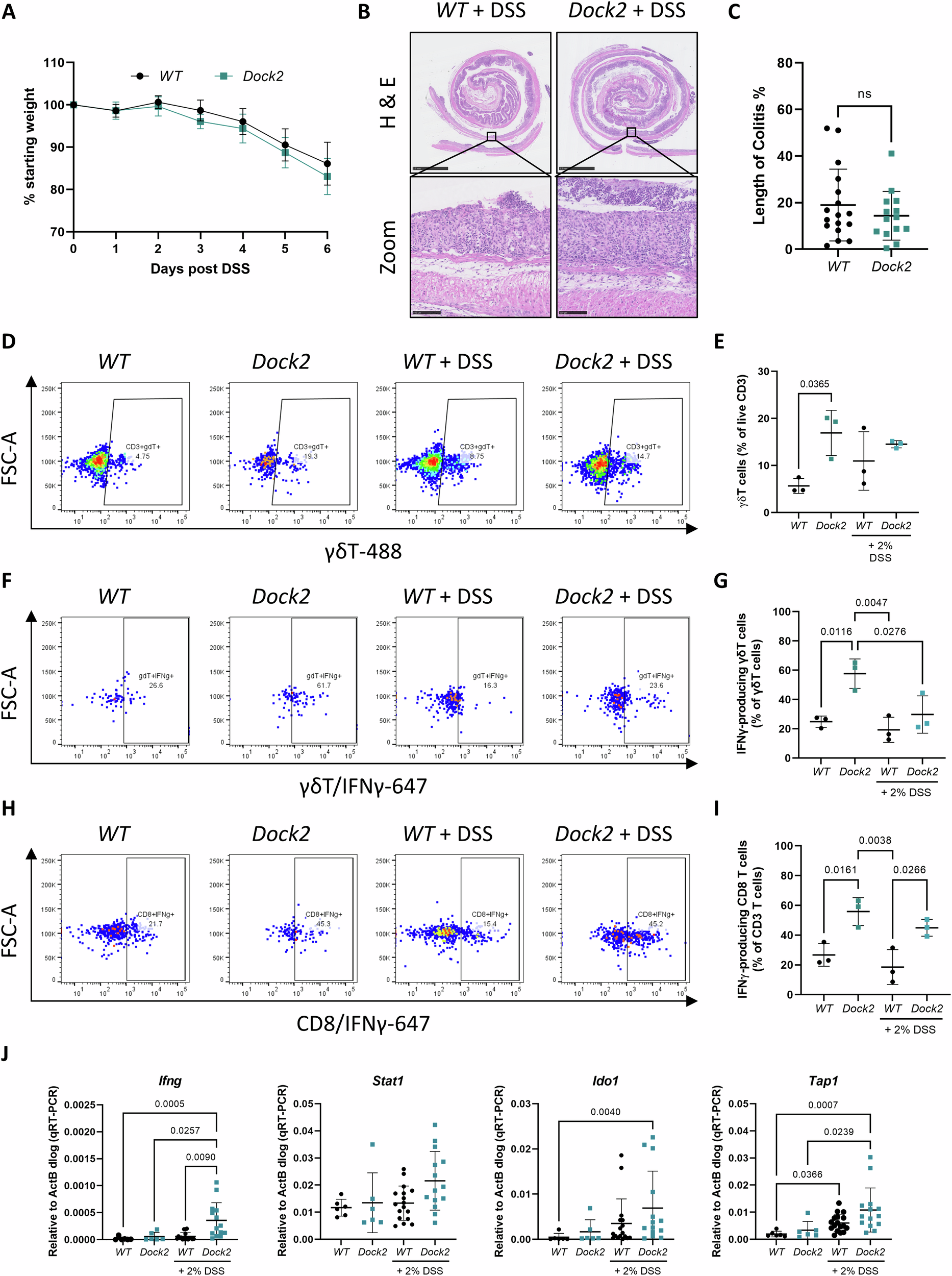 Fig. 5: IFNγ producing γδ T cells are increased in Dock2 deficient colons independently of acute inflammation.