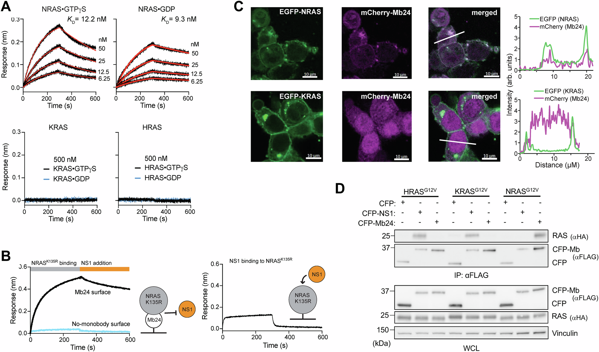 inhibition-and-degradation-of-nras-with-a-pan-nras-monobody-oncogene