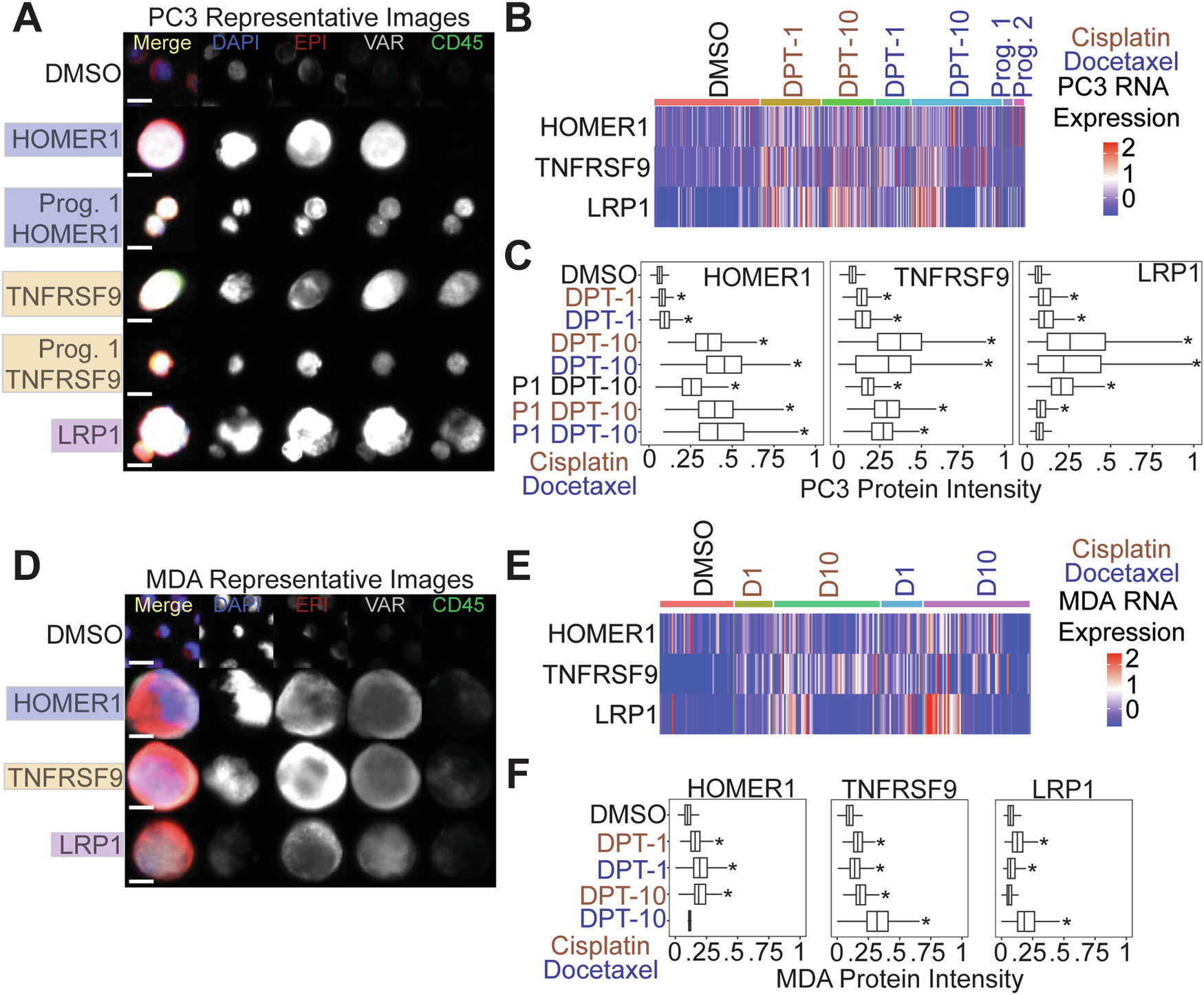 Fig. 5: HOMER1, TNFRSF9, and LRP1 are putative markers of chemotherapy resistance.