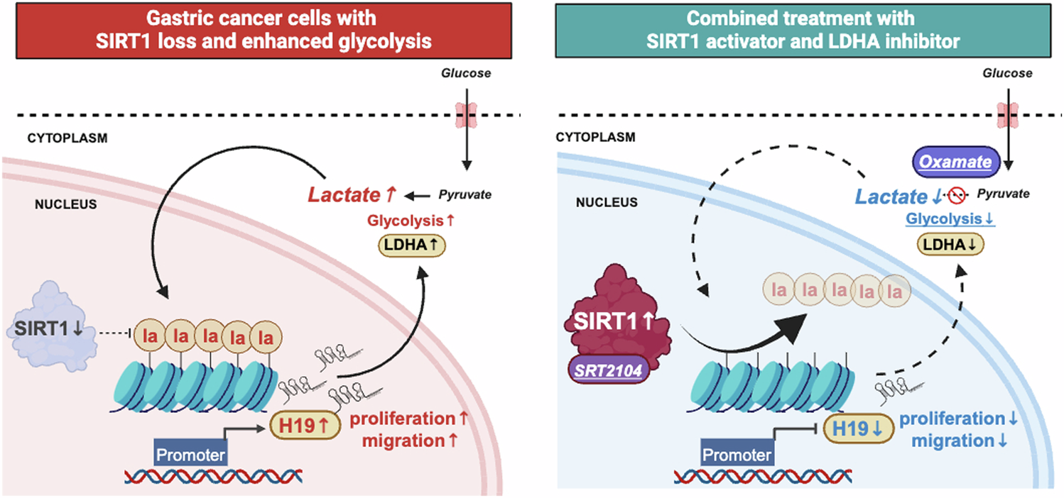 Delactylase effects of SIRT1 on a positive feedback loop involving the  H19-glycolysis-histone lactylation in gastric cancer