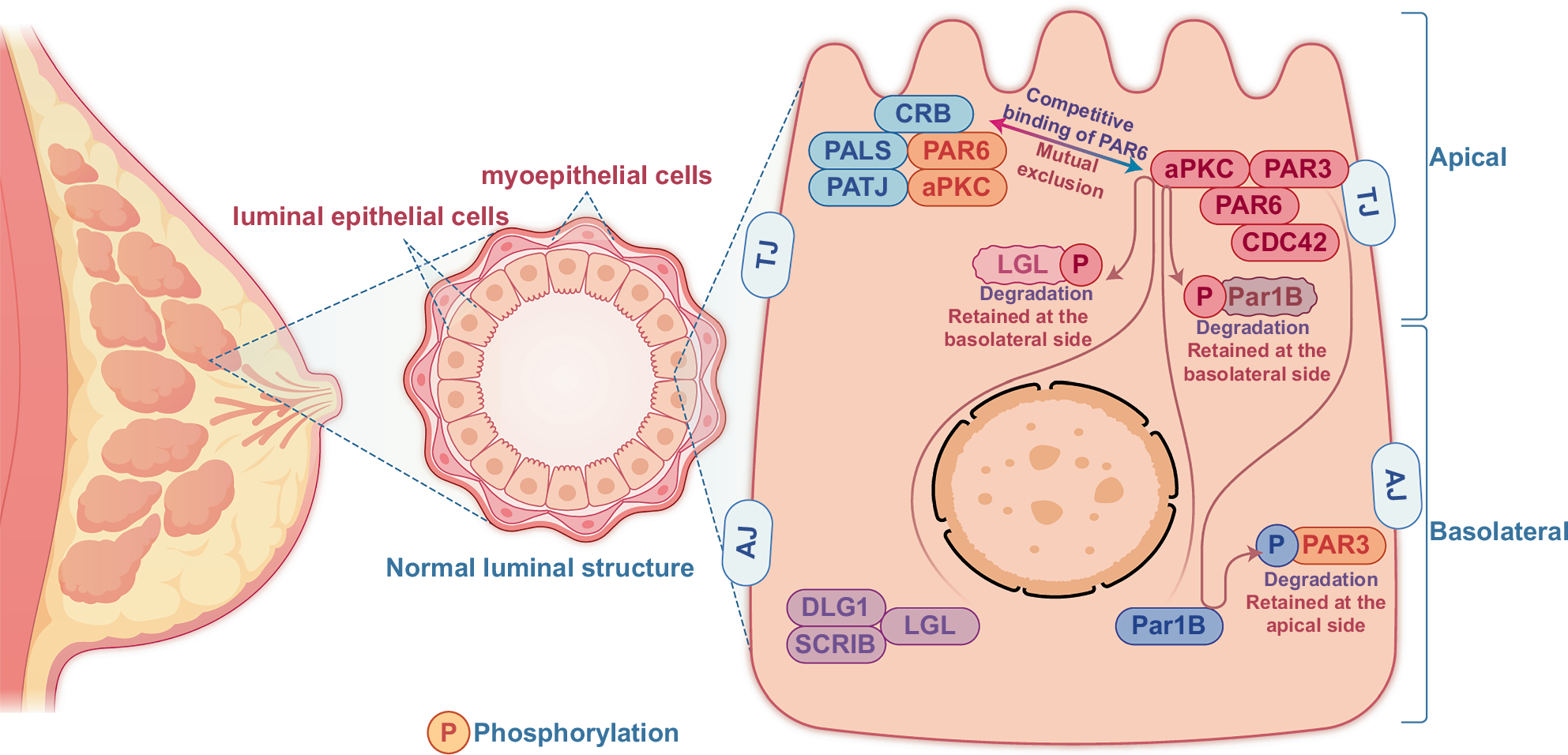 ipamorelin and breast cancer What are the considerations potential risks for using (growth hormone secretagogue) in women, particularly those with a history of cancer, diabetes, or other underlying medical conditions? Doctor Explains Your RISK of