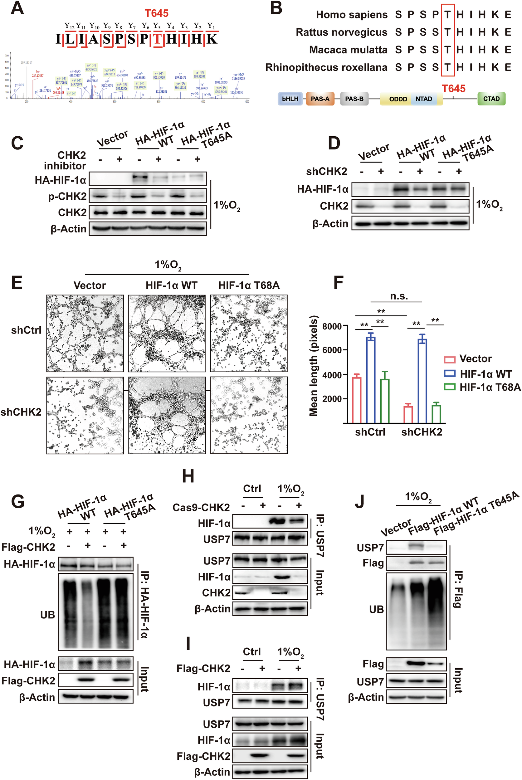 Fig. 4: Phosphorylated HIF-1α induced by CHK2 enhances HIF-1α stability through facilitating its complex formation with USP7.