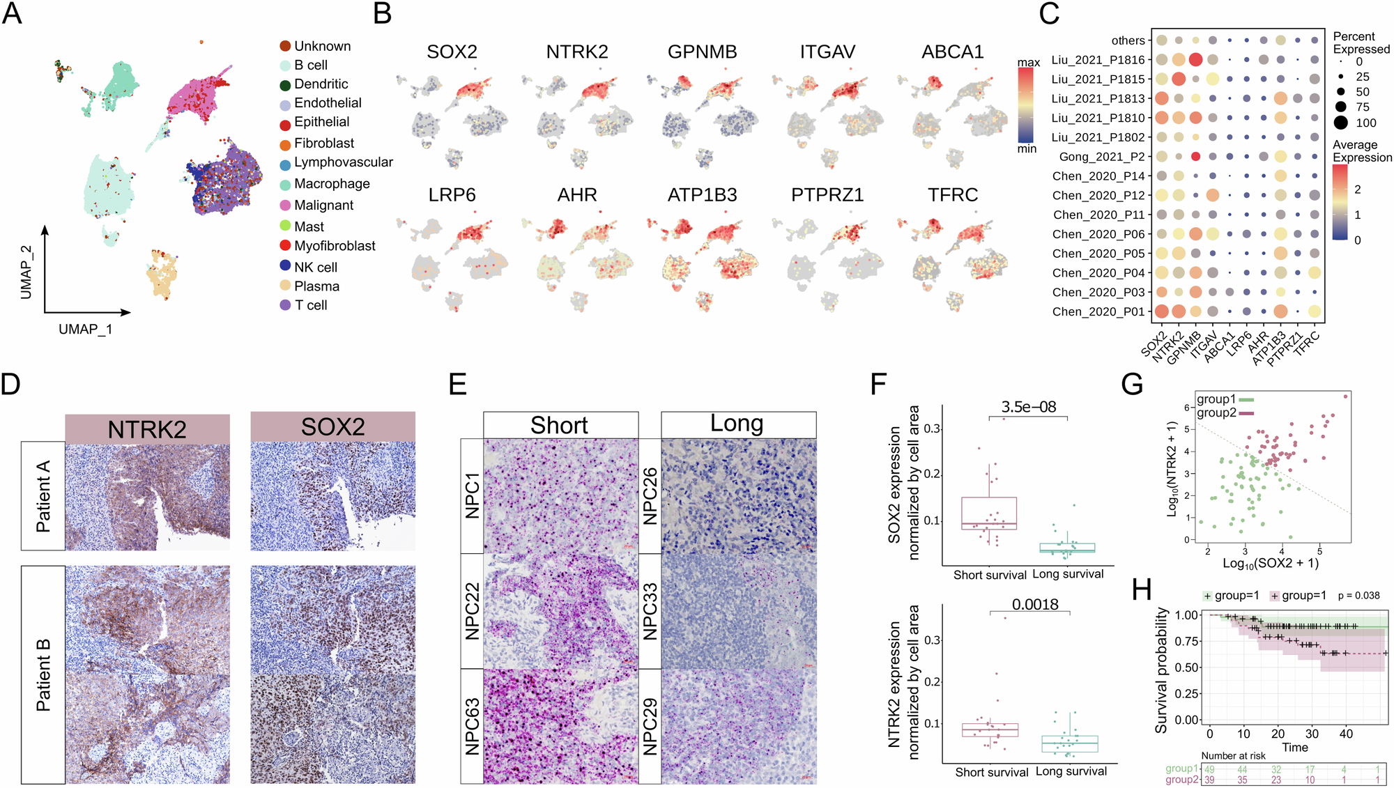 Fig. 2: Prevalence of SOX2&NTRK2 in tumor samples from NPC patients.