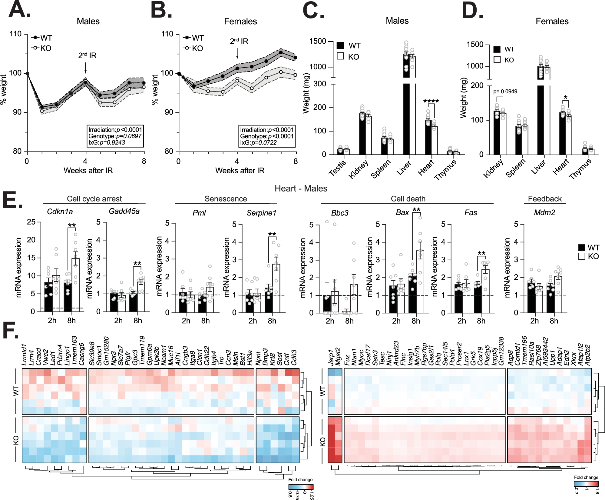 Fig. 5: Loss of ZNF768 increases radiosensitivity and alters the transcriptional response to irradiation.