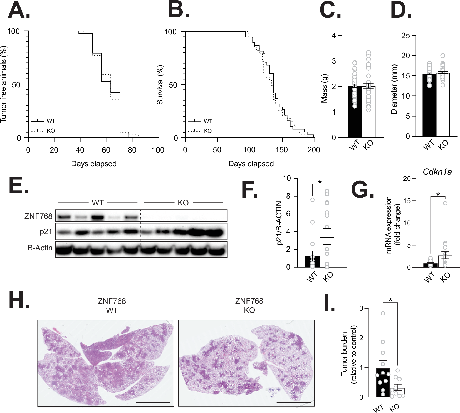 Fig. 6: Impact of ZNF768 loss on the development of cancer in mice.