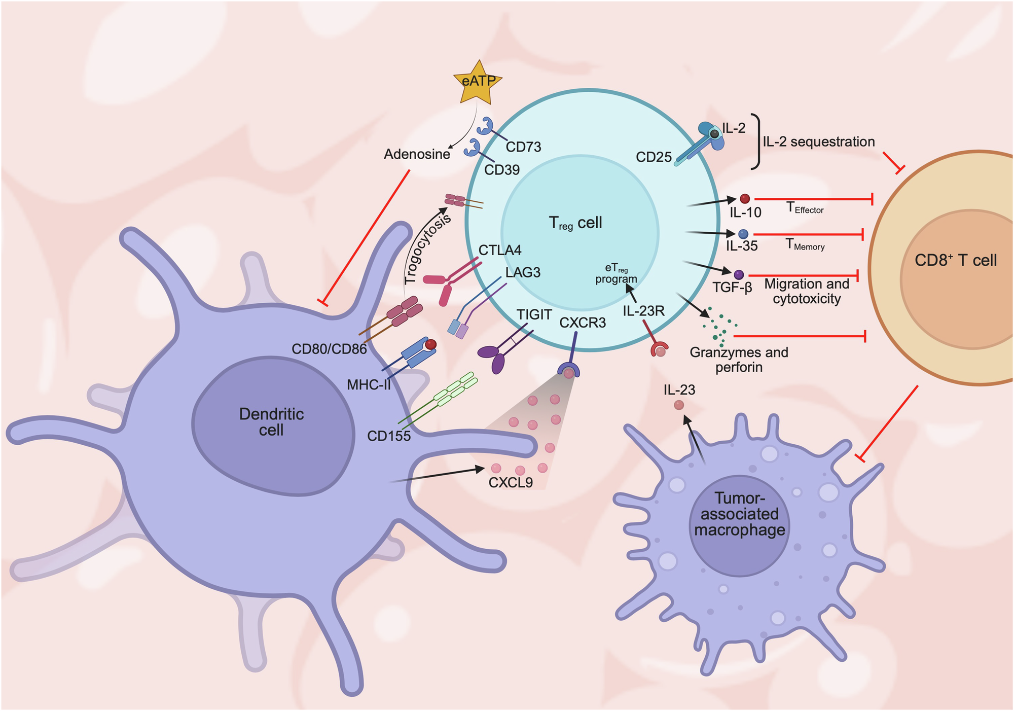 Immunometabolism of regulatory T cells in cancer | Oncogene, image size:2000x1402