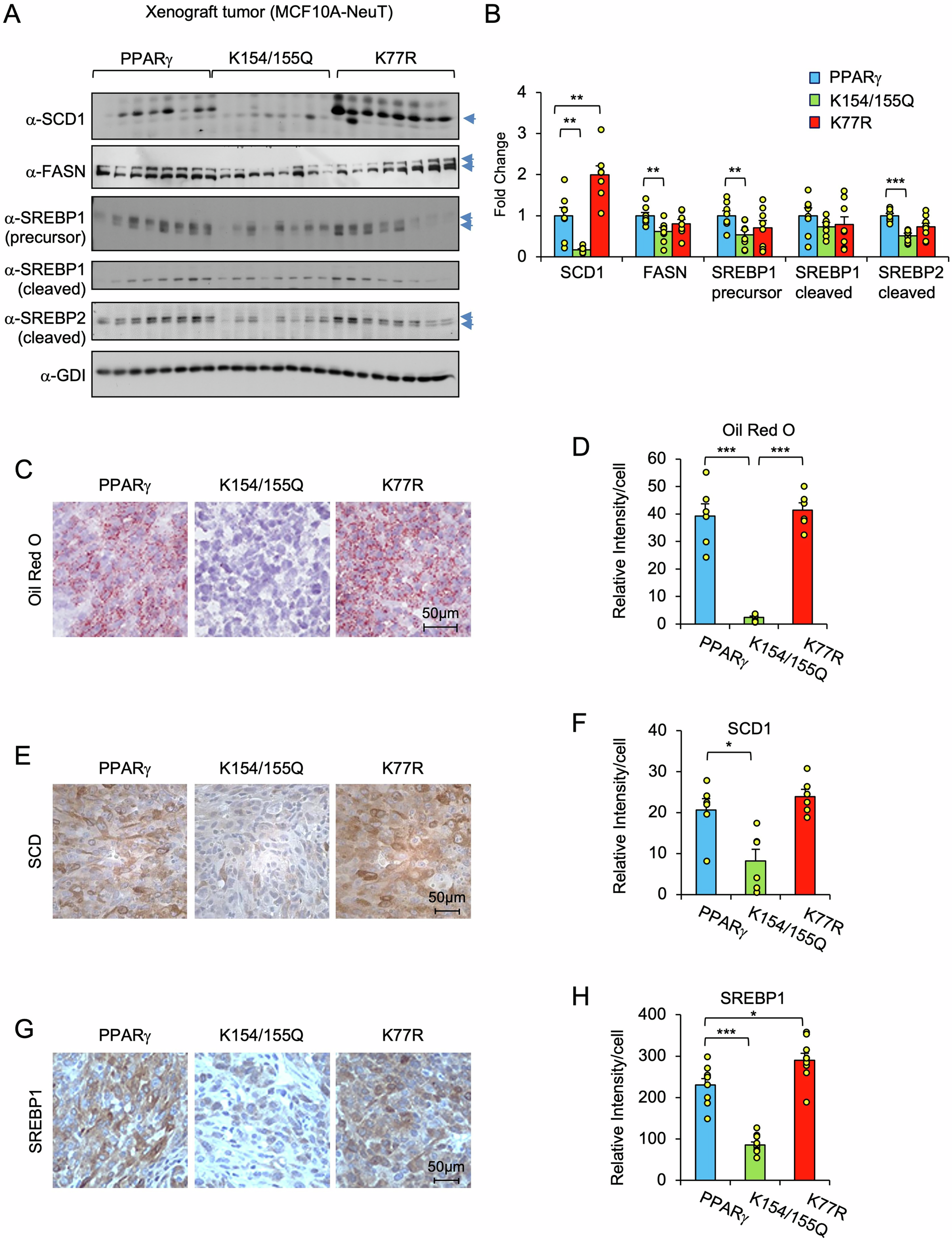Fig. 3: PPARγ1 K154/155 acetylation site regulates lipogenic gene expression.