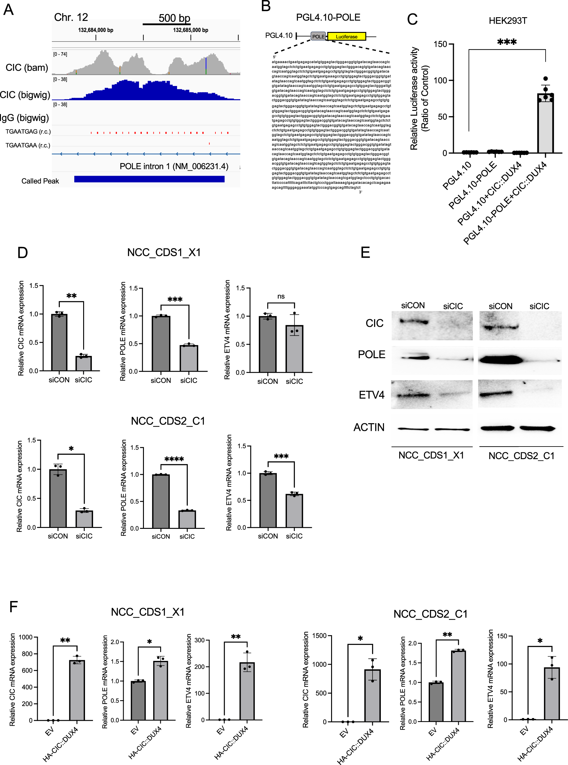 The CIC::DUX4 oncoprotein maintains DNA integrity through direct regulation of the catalytic subunit of DNA polymerase epsilon (POLE)