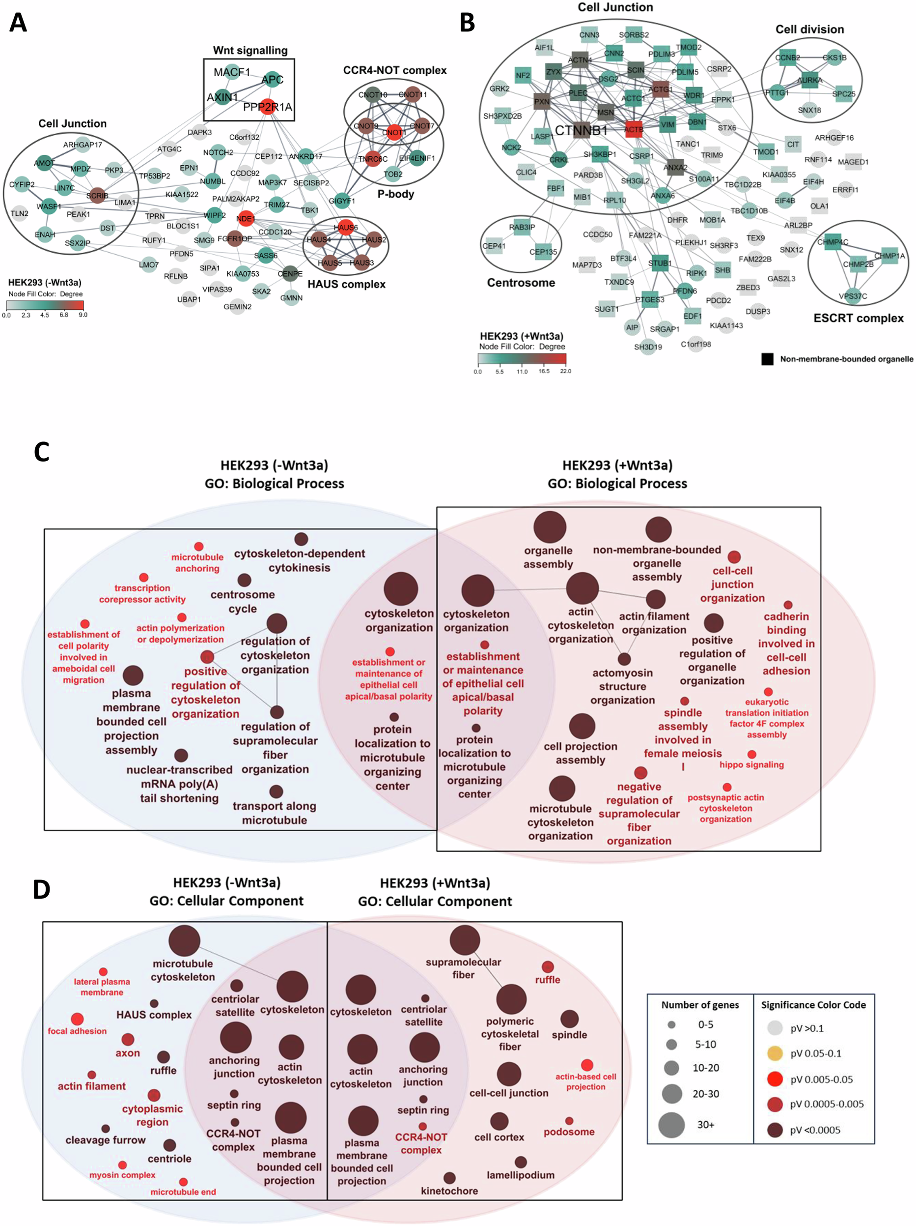 Fig. 2: Wnt3a treatment promotes IQGAP3 localization to non-membrane organelles and cell junctions.
