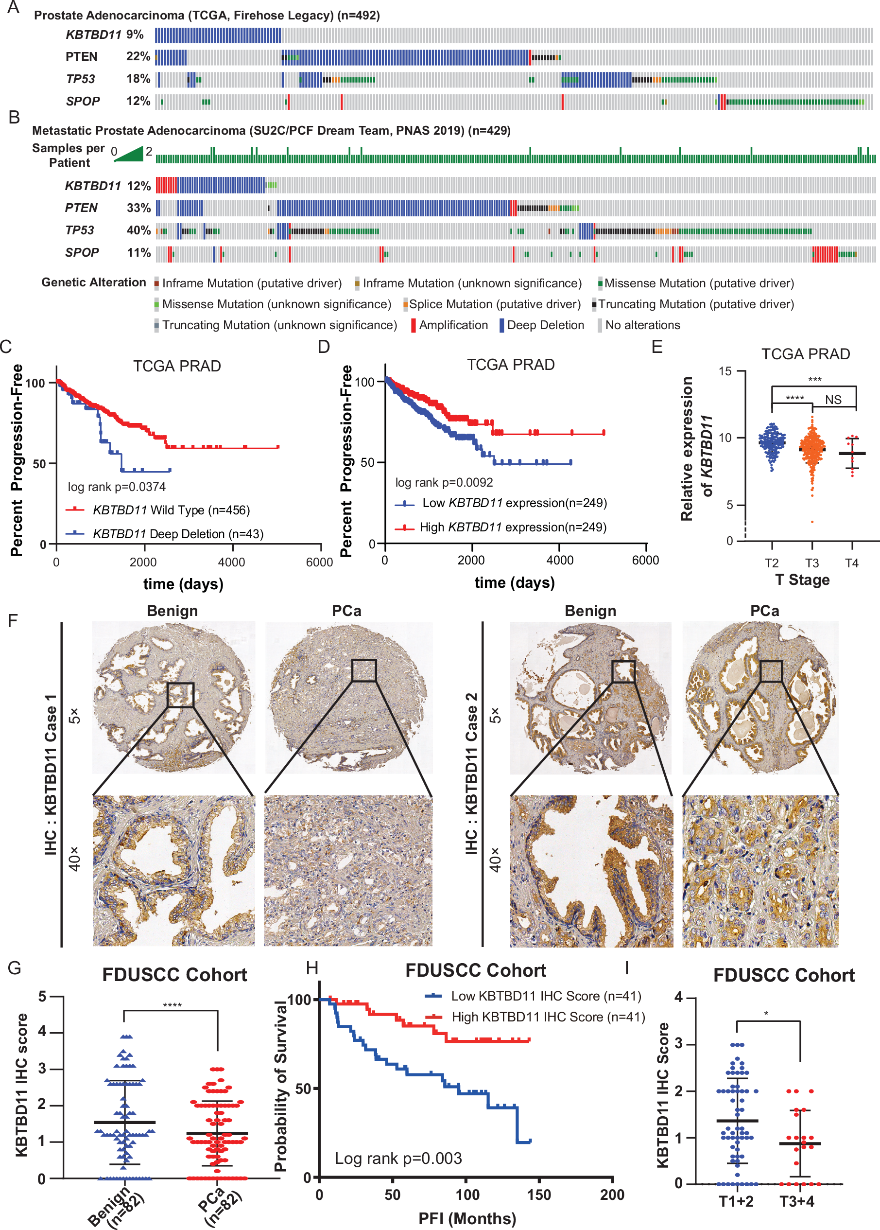 Fig. 1: Identification of KBTBD11 as prostate cancer related E3 ligase.