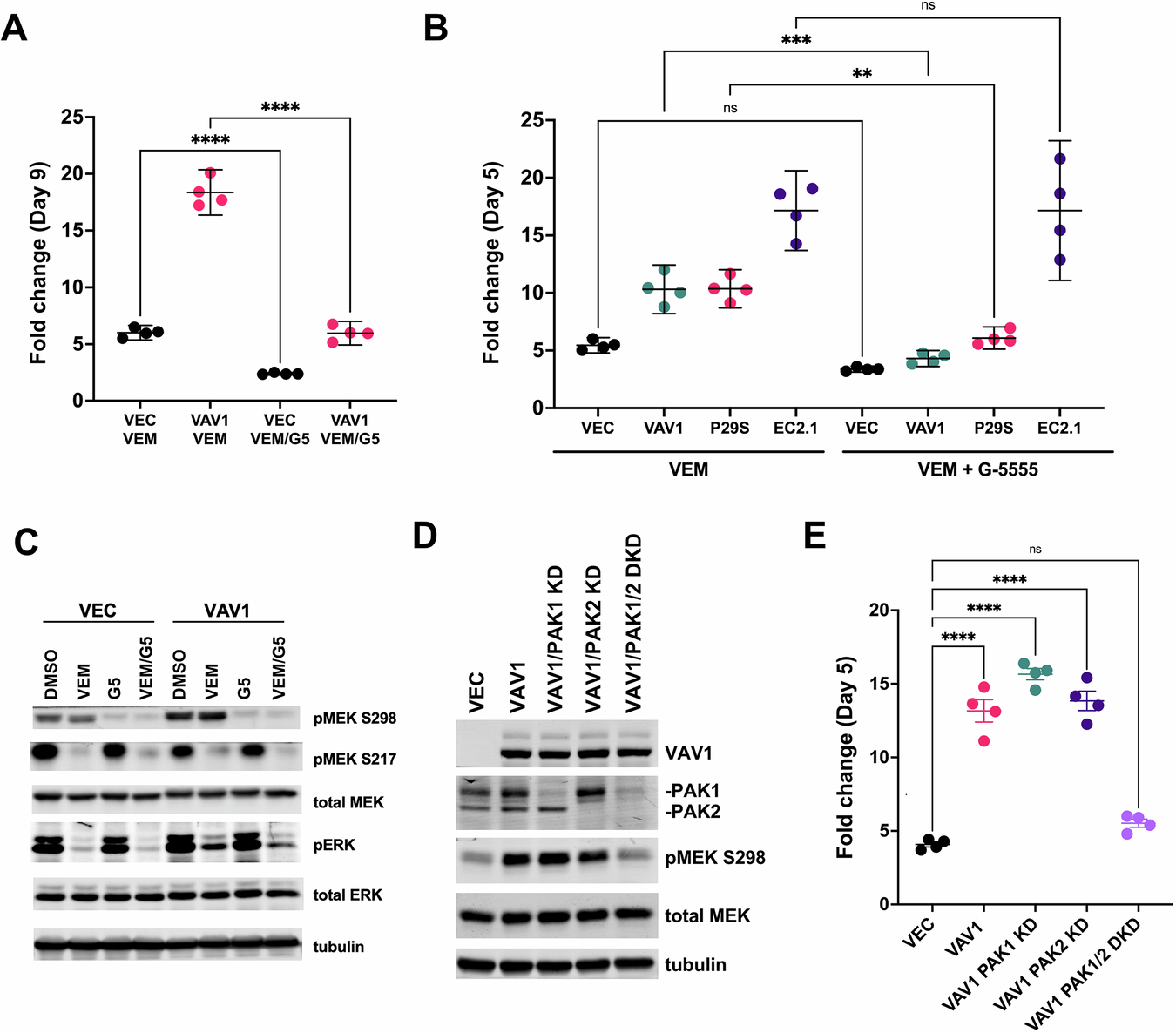 Fig. 2: PAK kinase contributes to Rac-driven BRAFi resistance, but not to BRAFi resistance driven by a BRAF truncation.