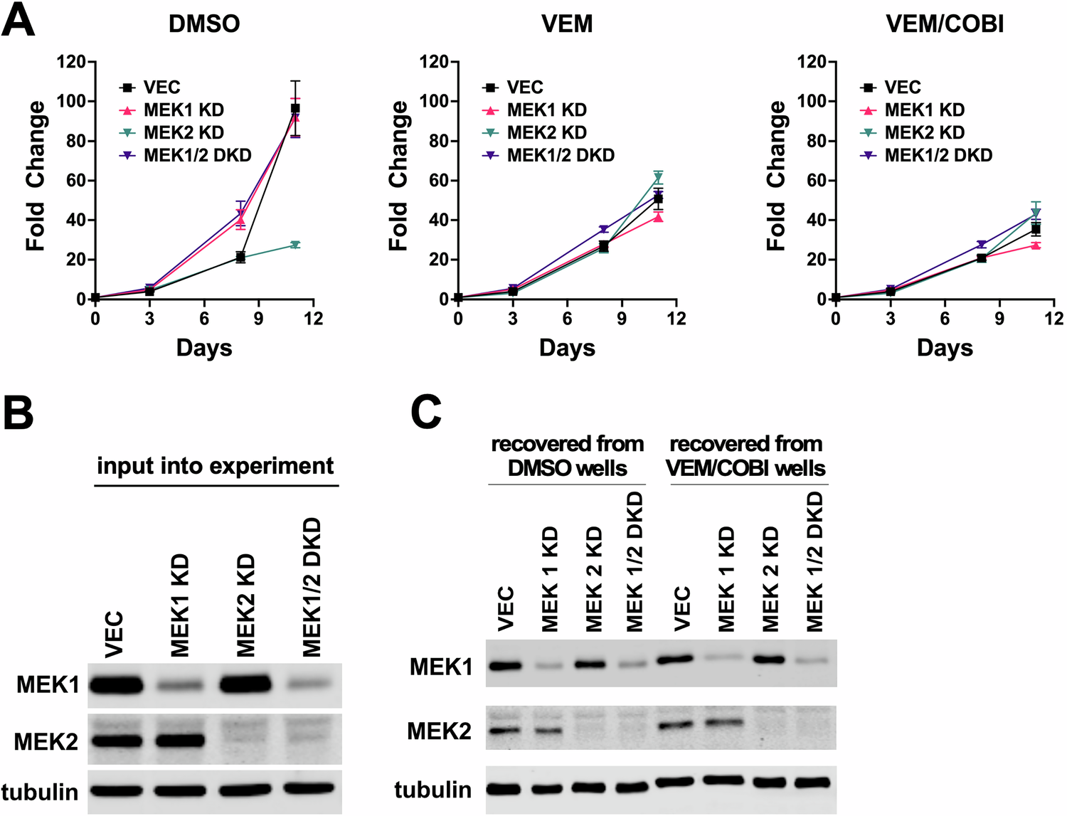 Fig. 5: Spontaneously BRAFi-resistant A375 VRPP3 cells with a Rac1 N92I mutation are also highly resilient to MEK1/2 genetic depletion and pharmacological inhibition.
