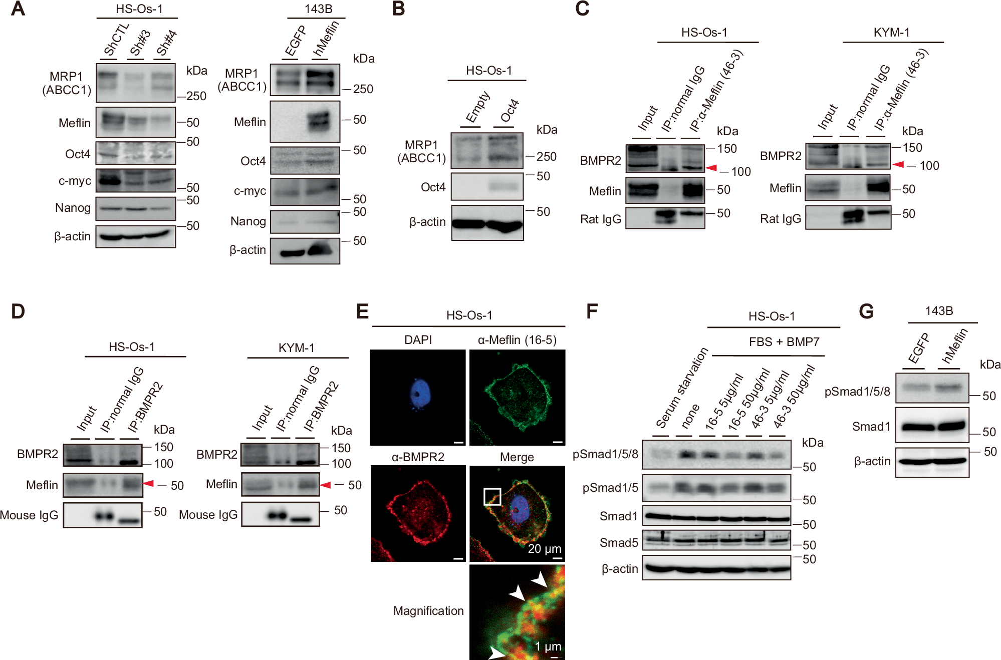 Fig. 2: Meflin involvement in MRP1 expression and BMP signaling in OS cells.