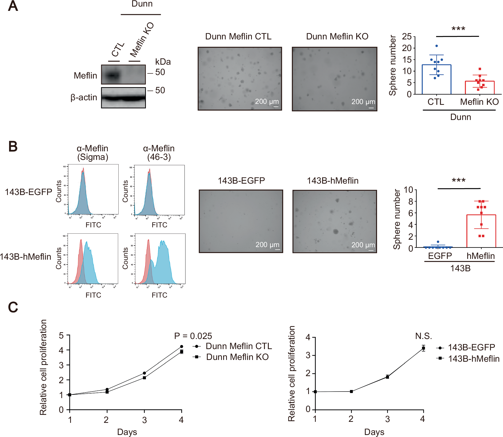 Fig. 3: Meflin involvement in tumor-initiating feature of OS cells.