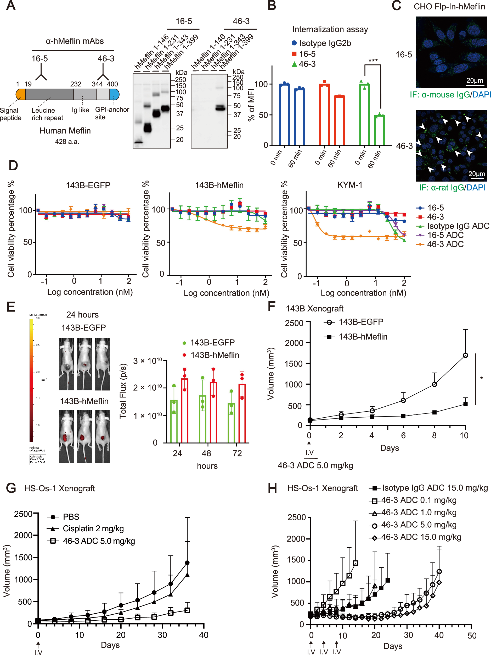 Fig. 4: Generation of anti-Meflin ADCs and evaluation of their antitumor effects using cultured OS cells and OS murine models.