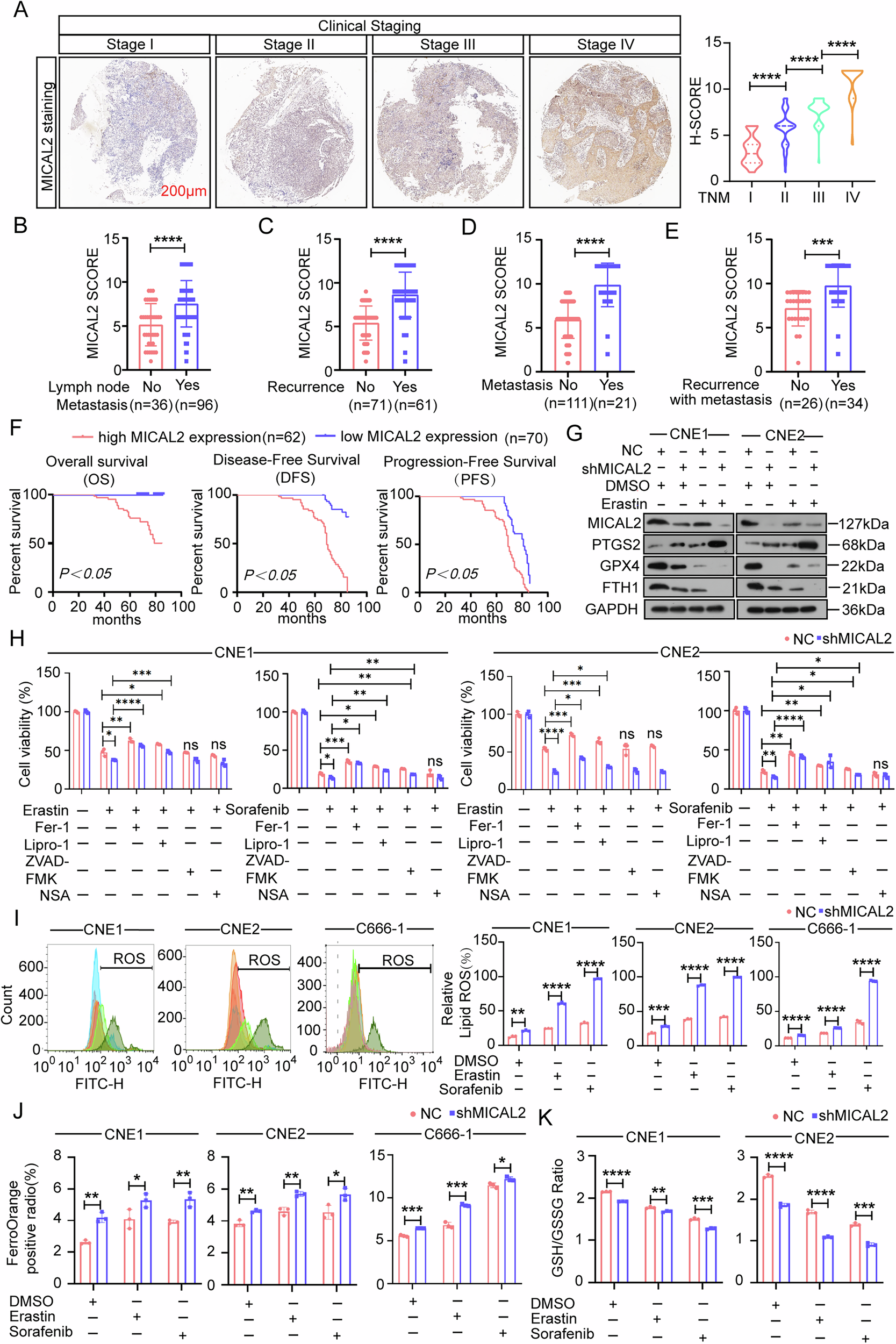 Fig. 1: Elevated levels of MICAL2 in NPC alleviate ferroptosis-induced oxidative damage.