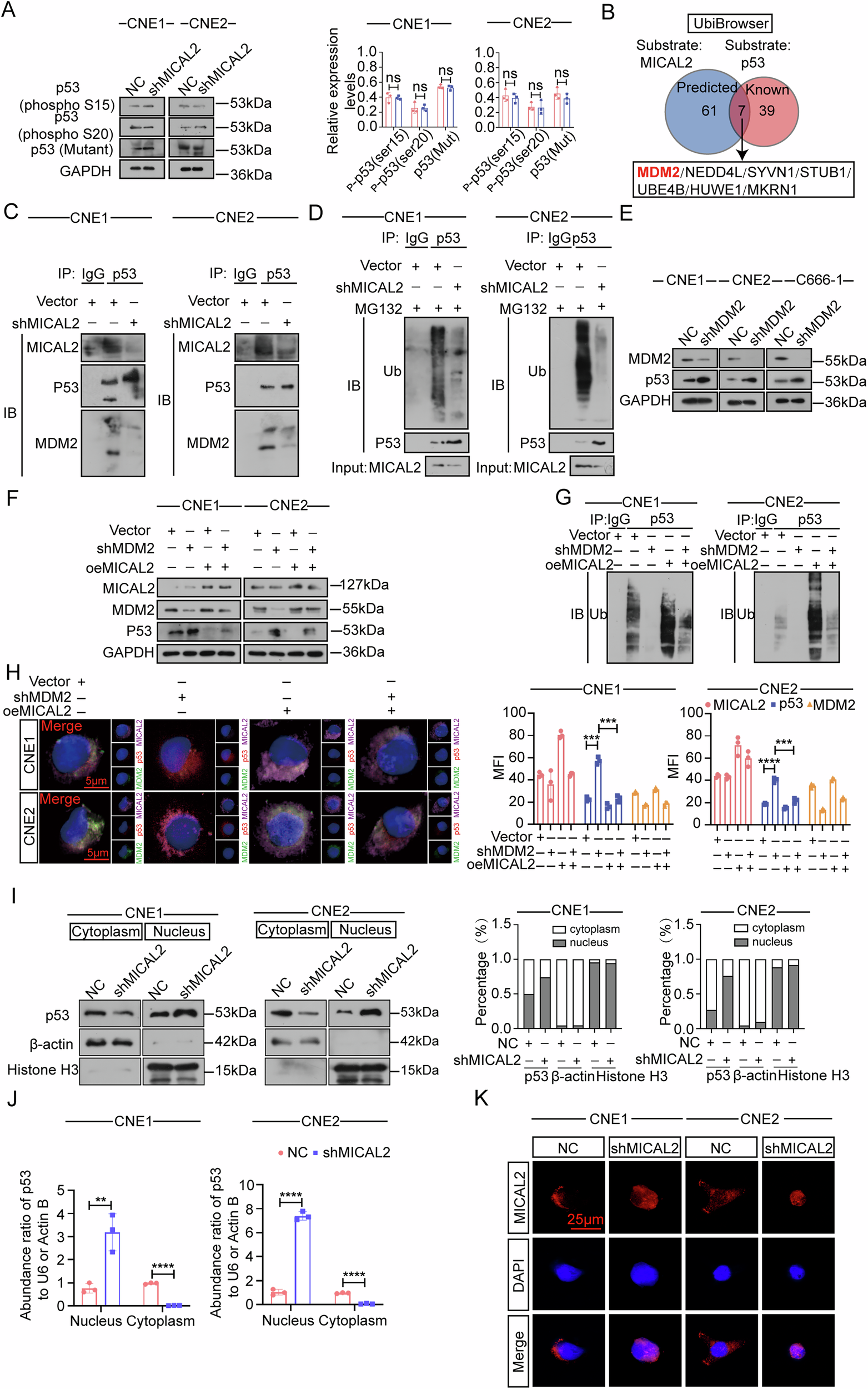 Fig. 6: MICAL2 enhances MDM2-induced ubiquitination degradation and facilitates the nuclear export of p53.