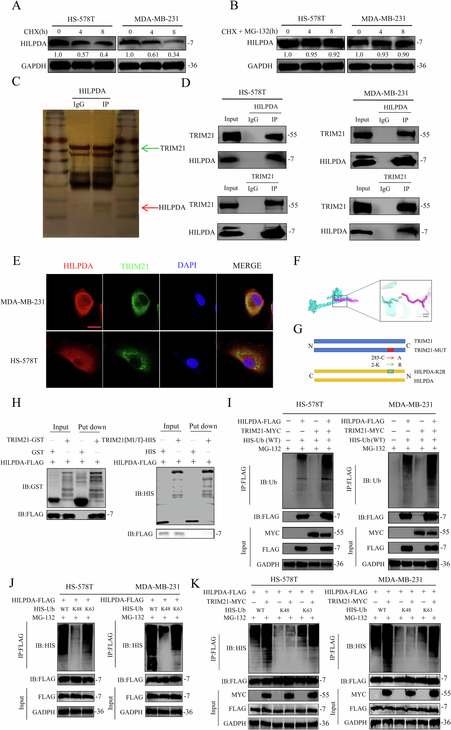 Fig. 6: TRIM21 interacts with the HILPDA protein and regulates its stability via the ubiquitin–proteasome pathway.