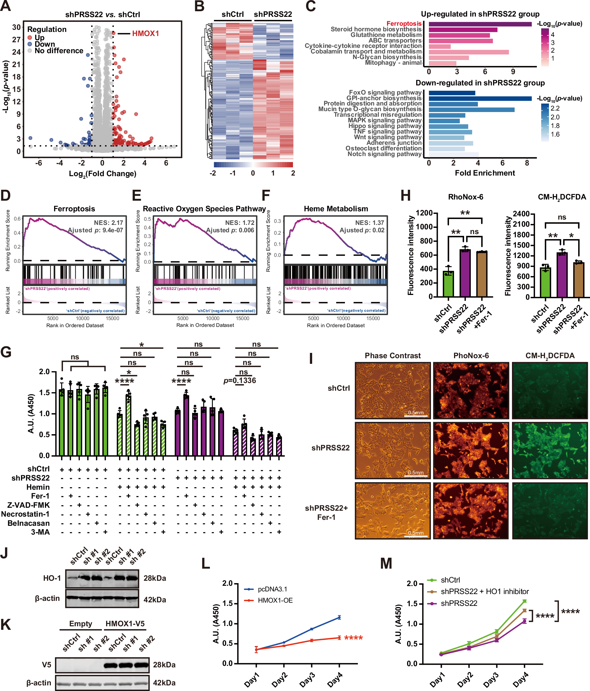 Fig. 3: PRSS22 protects CRC cells from ferroptosis by inhibiting the expression of HMOX1.