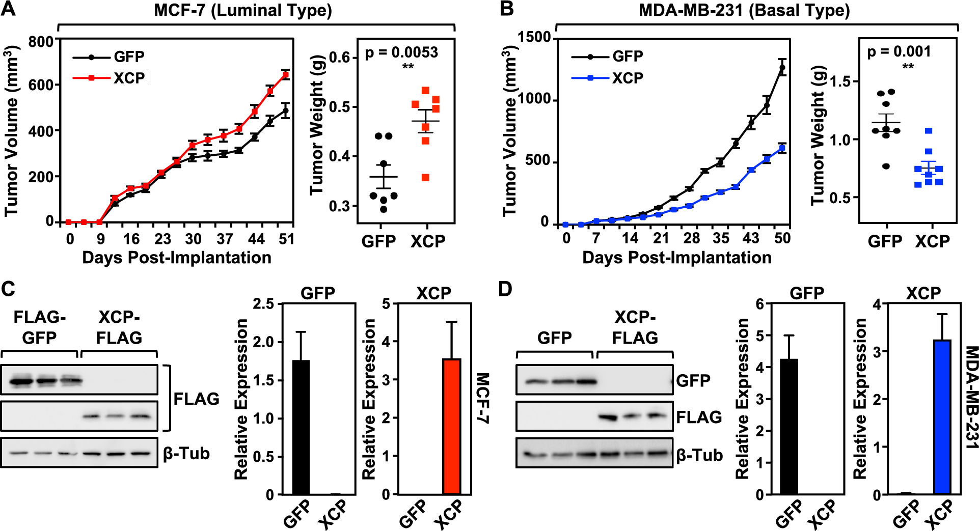 Fig. 3: XCP modulates tumor growth in a context-dependent manner.