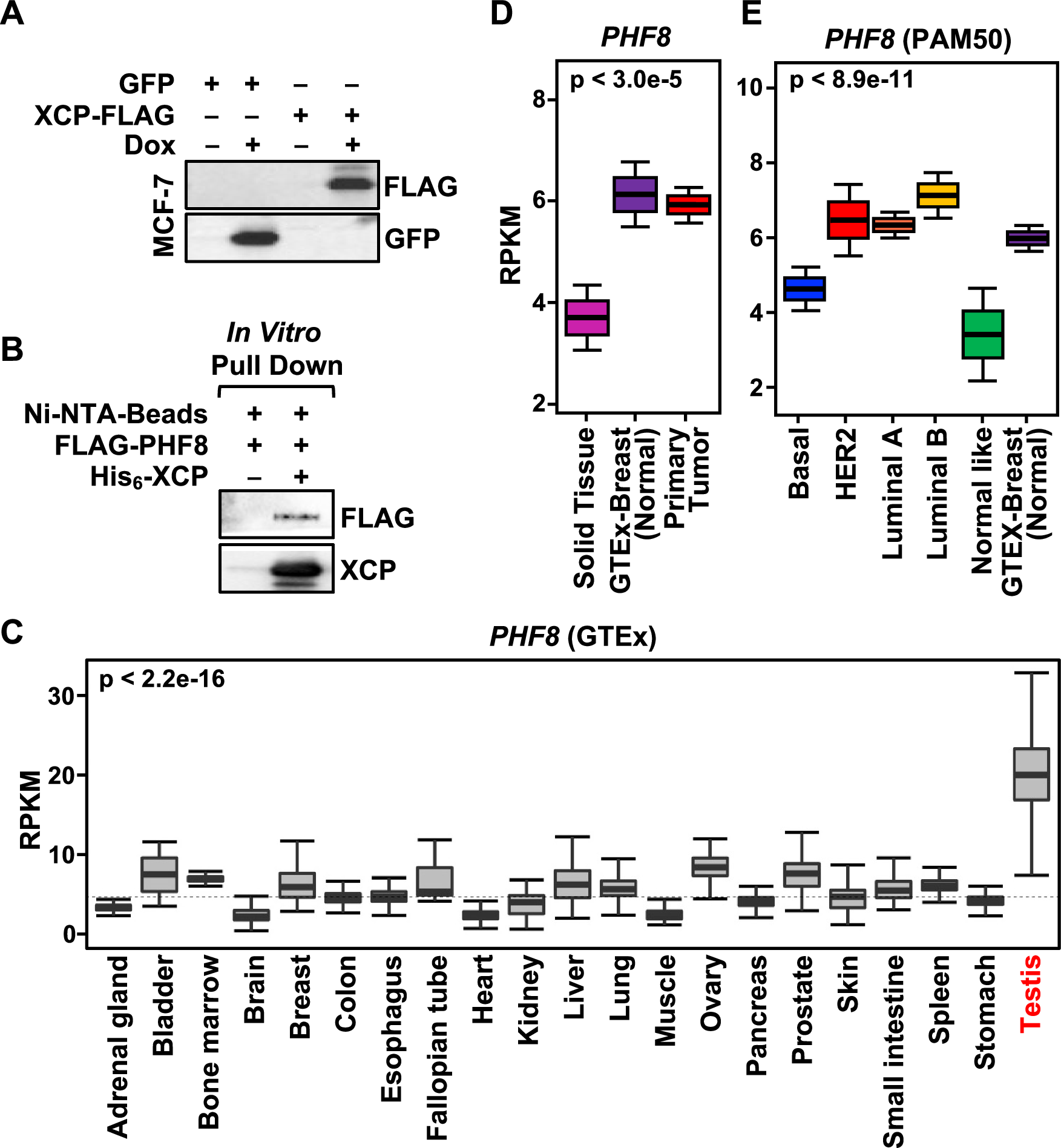 Fig. 5: XCP interacts with the demethylase PHF8.