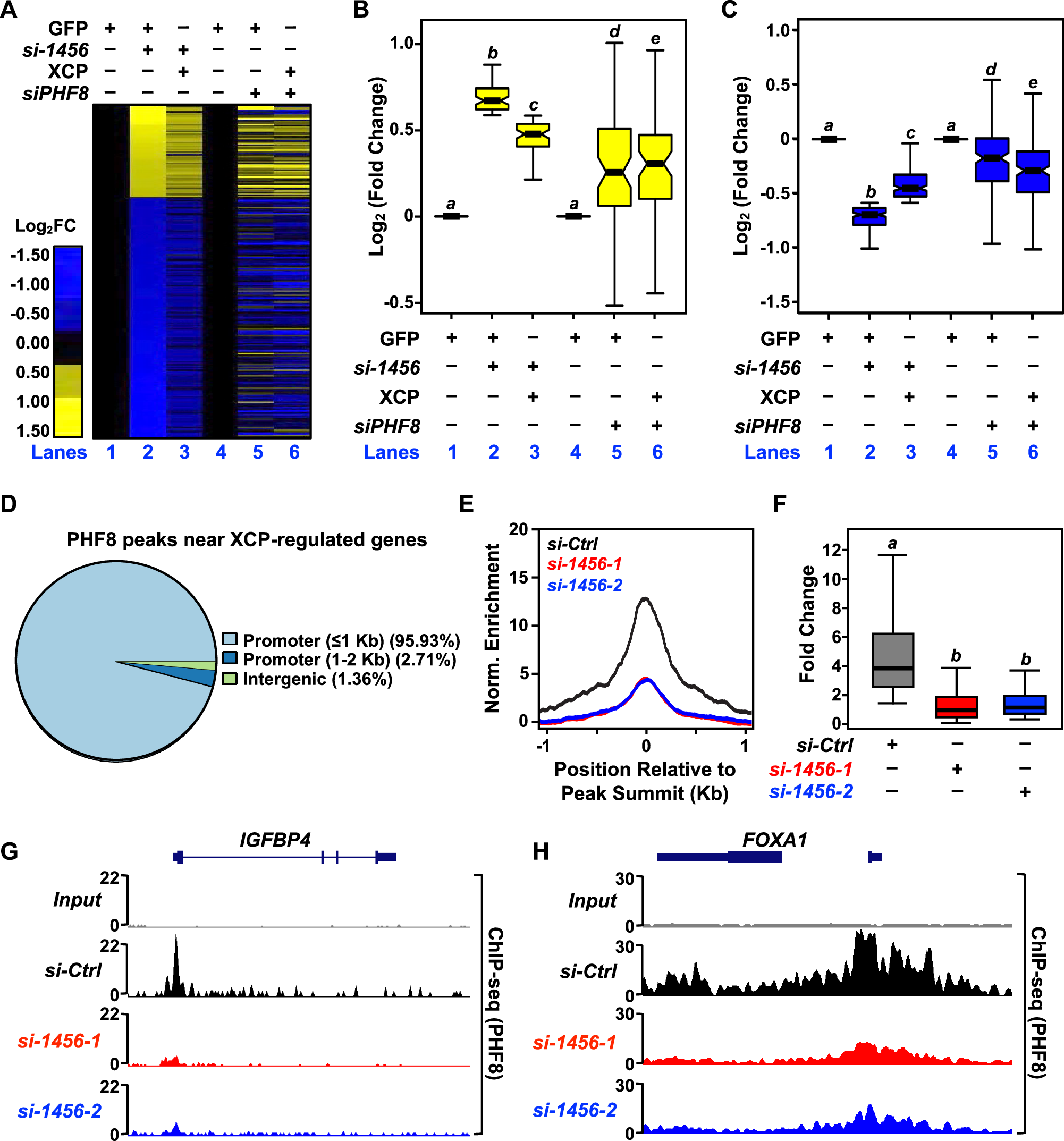 Fig. 6: XCP modulates gene expression through its interaction with the demethylase PHF8.