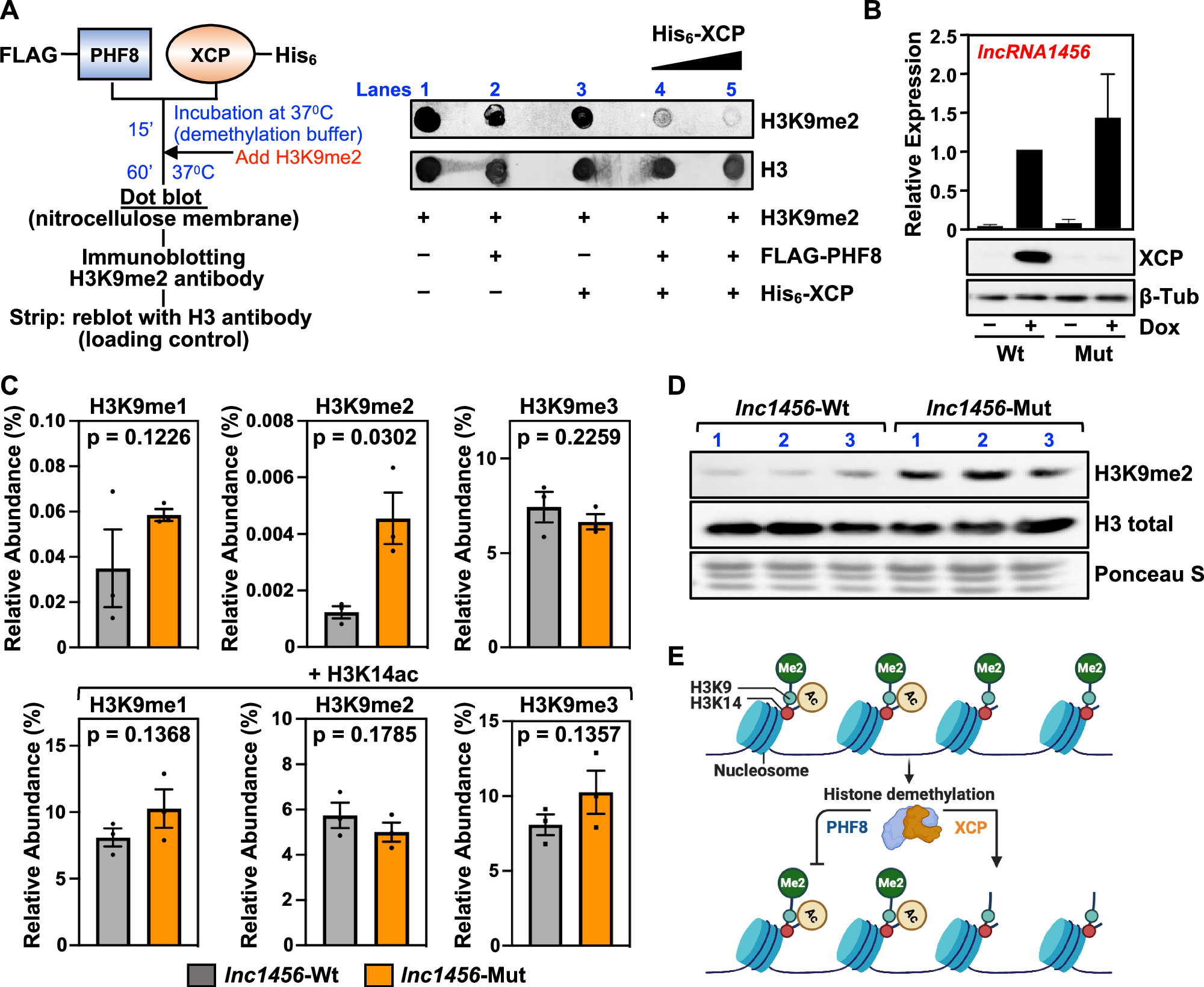 Fig. 7: XCP directly modulates the demethylase activity of PHF8.