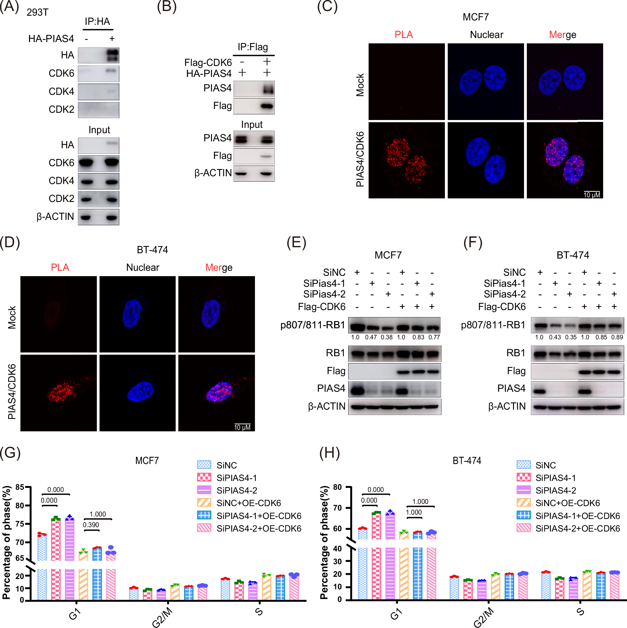 Fig. 5: PIAS4 interacts with CDK6 and regulates CDK6-mediated RB1 phosphorylation and cell cycle progression.