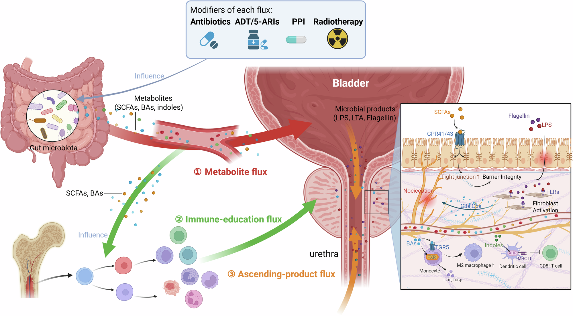 The microbiome across the prostate disease continuum: from health and BPH  to prostatitis/CPPS and cancer