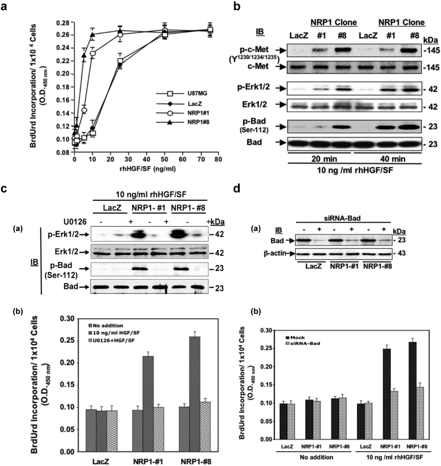 Correction: Neuropilin-1 promotes human glioma progression through potentiating the activity of the HGF/SF autocrine pathway
