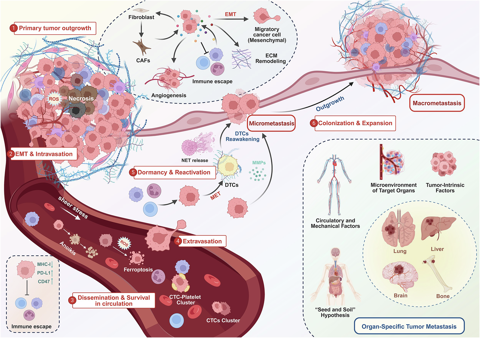 faseb glutathione penn state Metabolites and cancer metastasis BPC-157 Dosage Guide 2026: