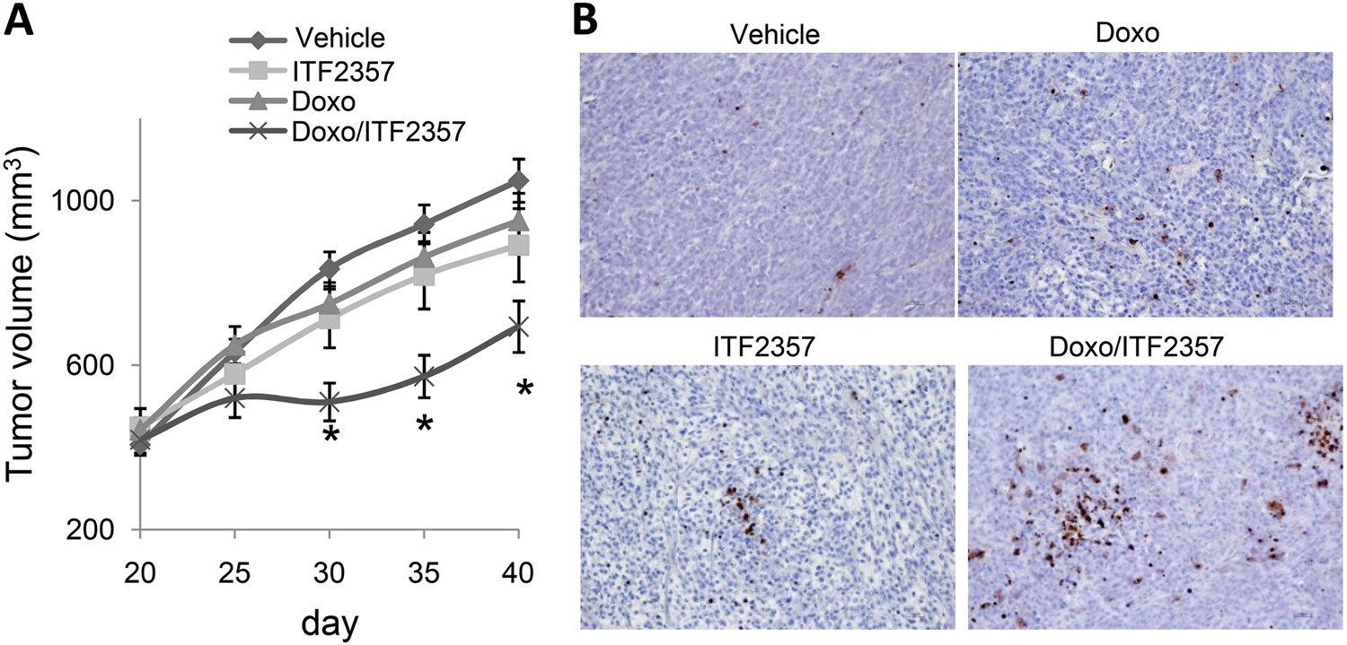 Fig. 7: ITF2357 reduces tumor growth and potentiates Doxorubicin effect in vivo.