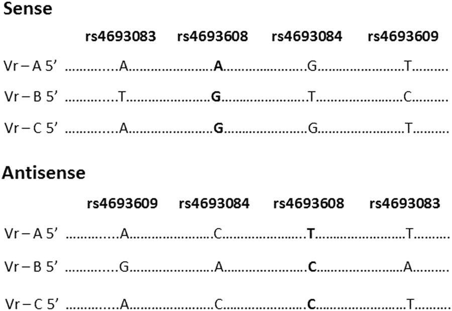 Fig. 2: Structure of six DNA constructs for luciferase reporter assay.