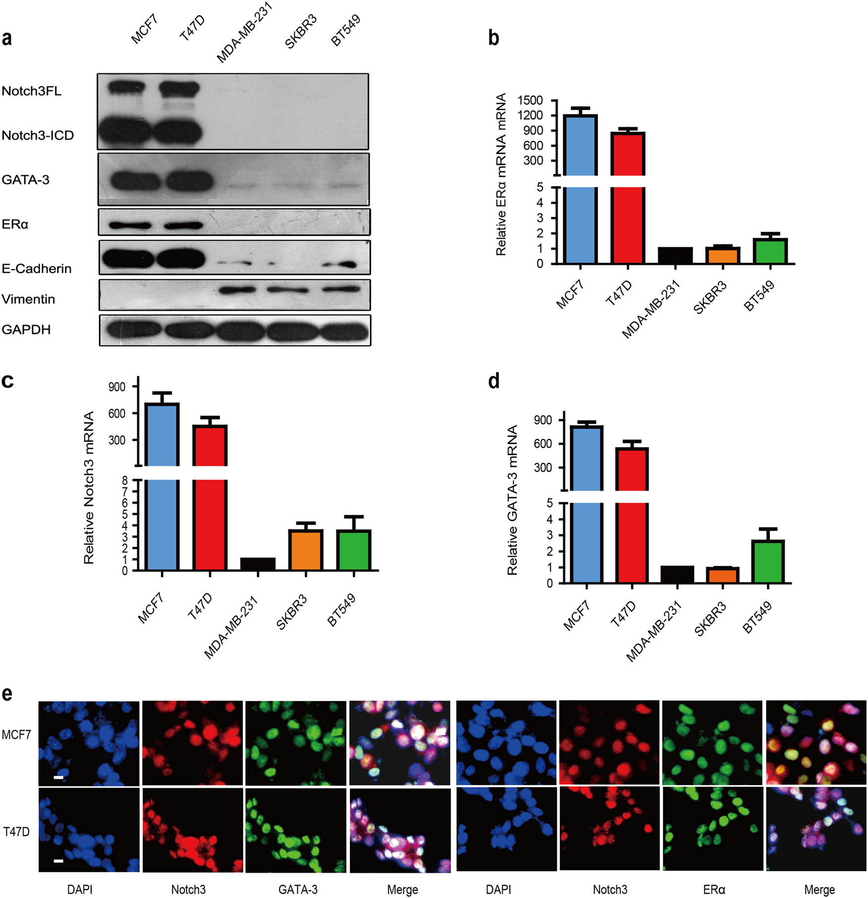 Notch3 inhibits epithelial–mesenchymal transition in breast cancer via a  novel mechanism, upregulation of GATA-3 expression | Oncogenesis