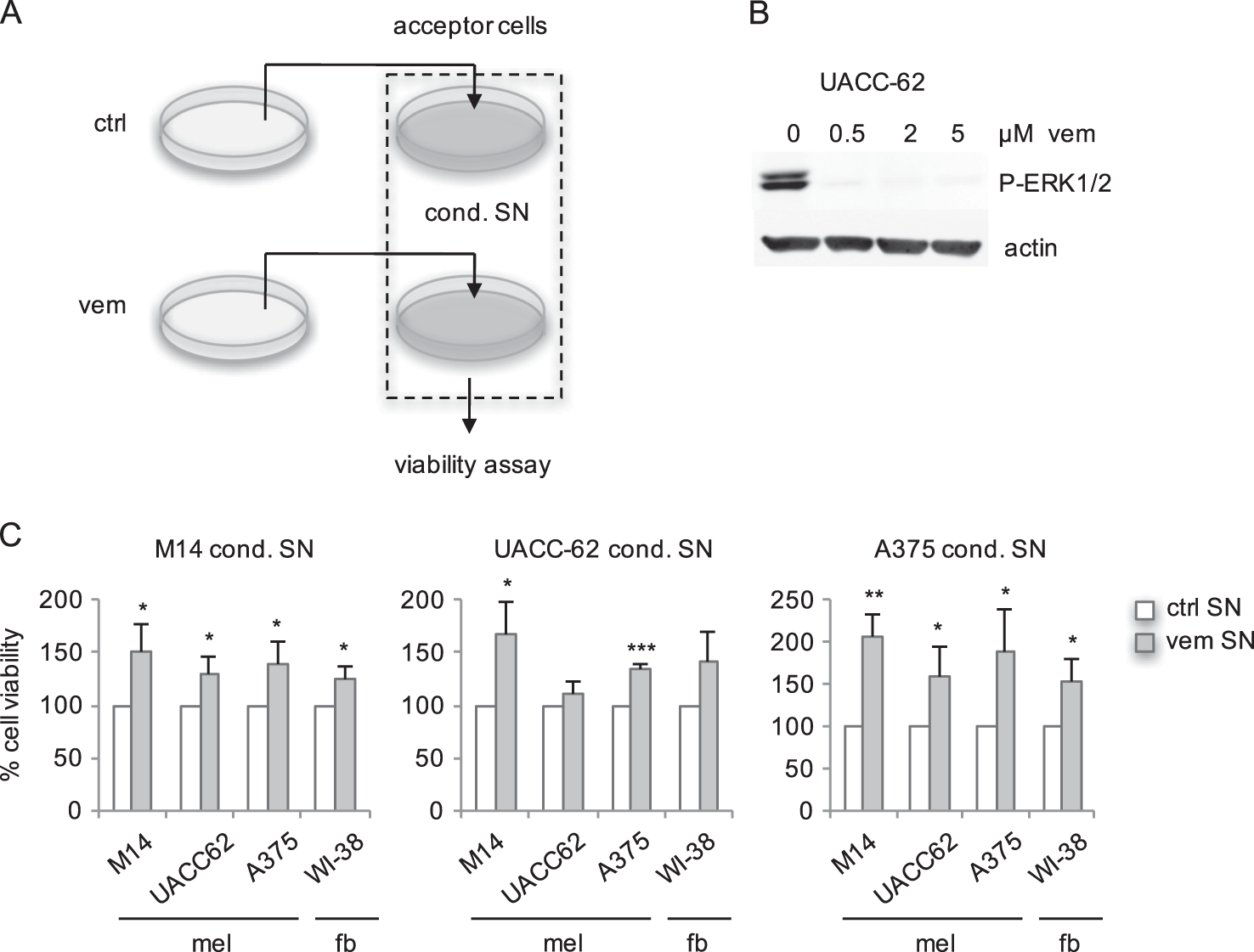 Braf Inhibition Causes Resilience Of Melanoma Cell Lines By Inducing The Secretion Fgf1 Oncogenesis 