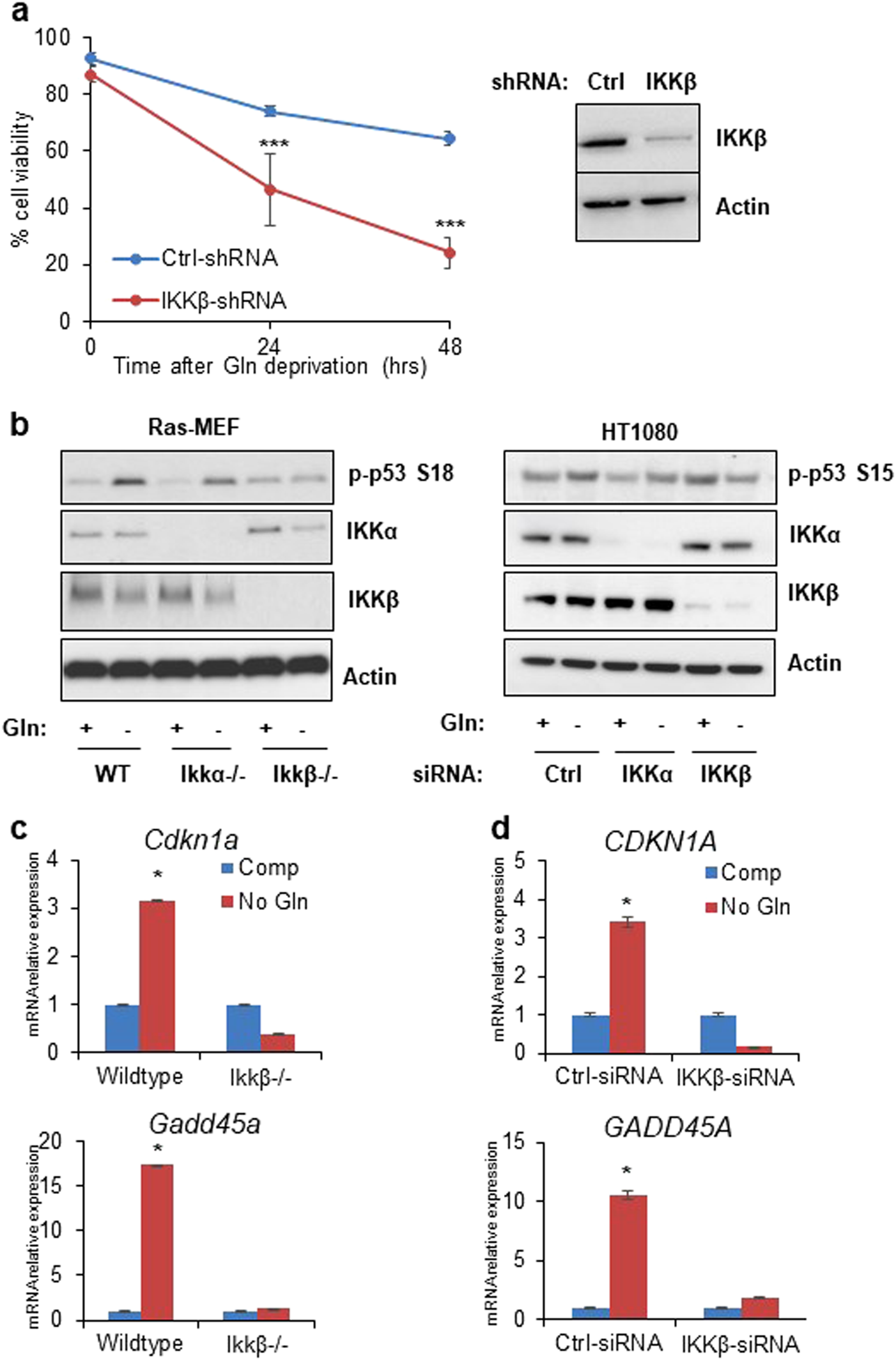Fig. 1: Glutamine deprivation induced p53 activation is IKKβ dependent.