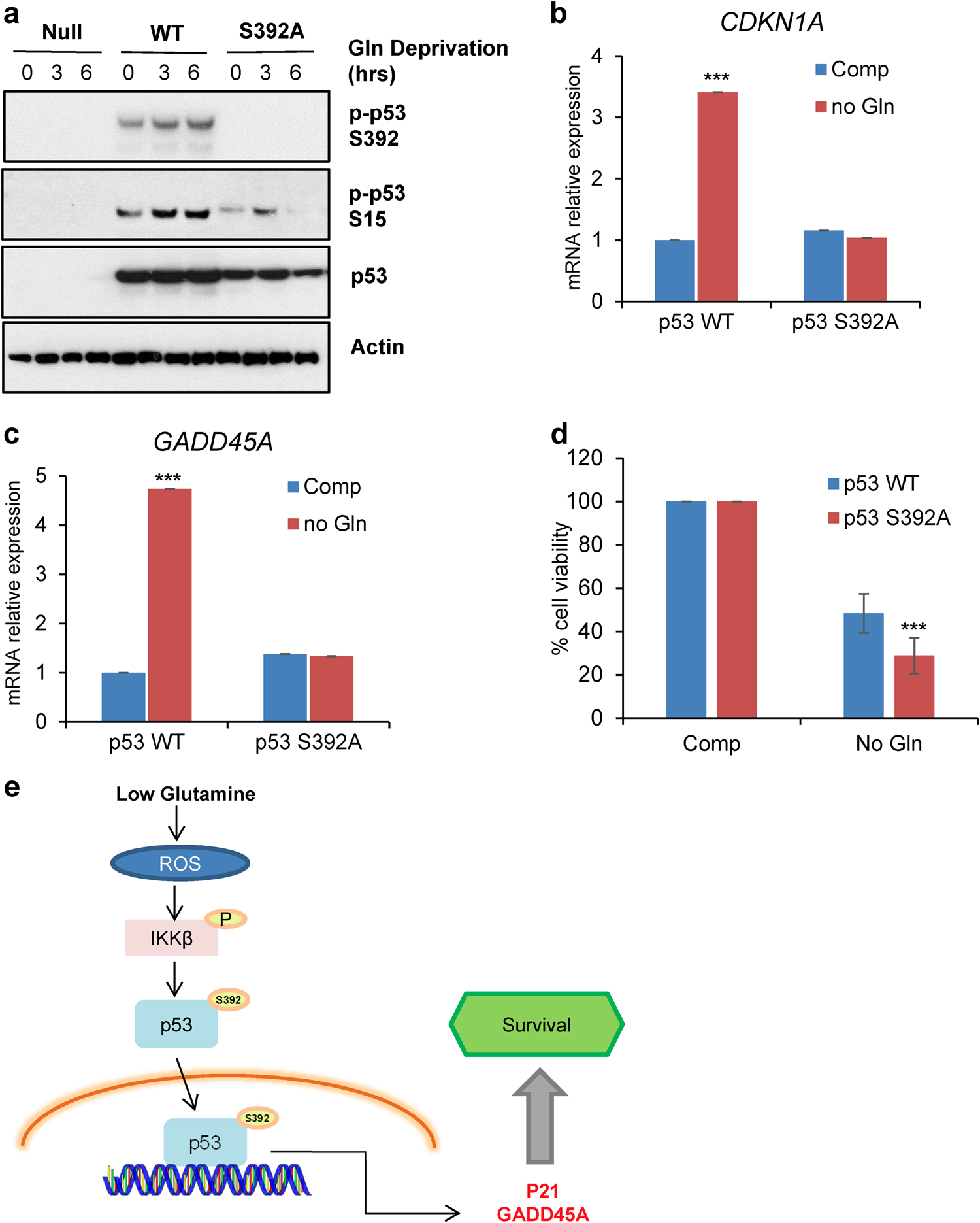 Fig. 6: Phosphorylation of p53 on Ser392 is required for p53 activation upon glutamine deprivation.