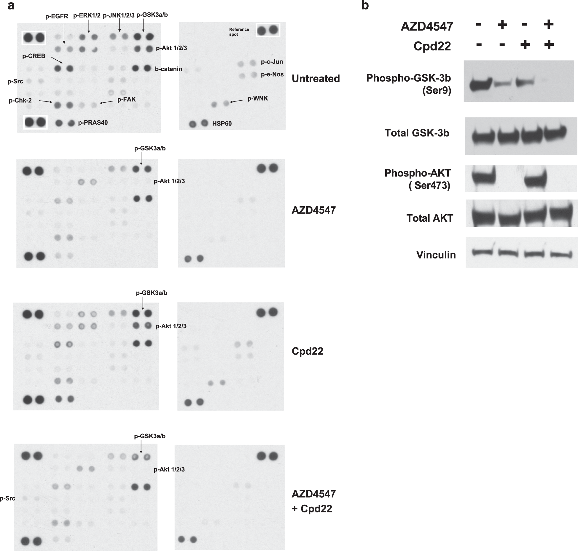 Fig. 4: GSK-3b is a downstream target of ILK upon FGFR inhibition.